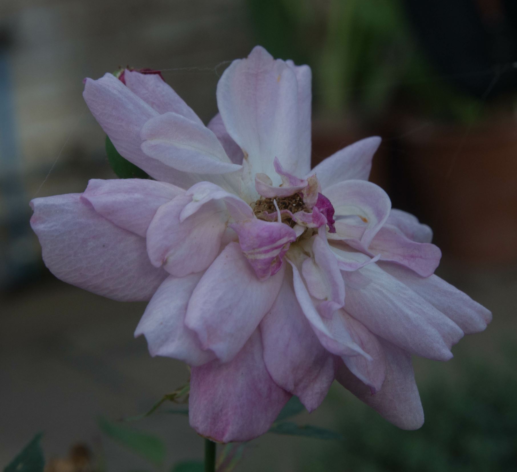 Image of Rosa 'Roulettii'