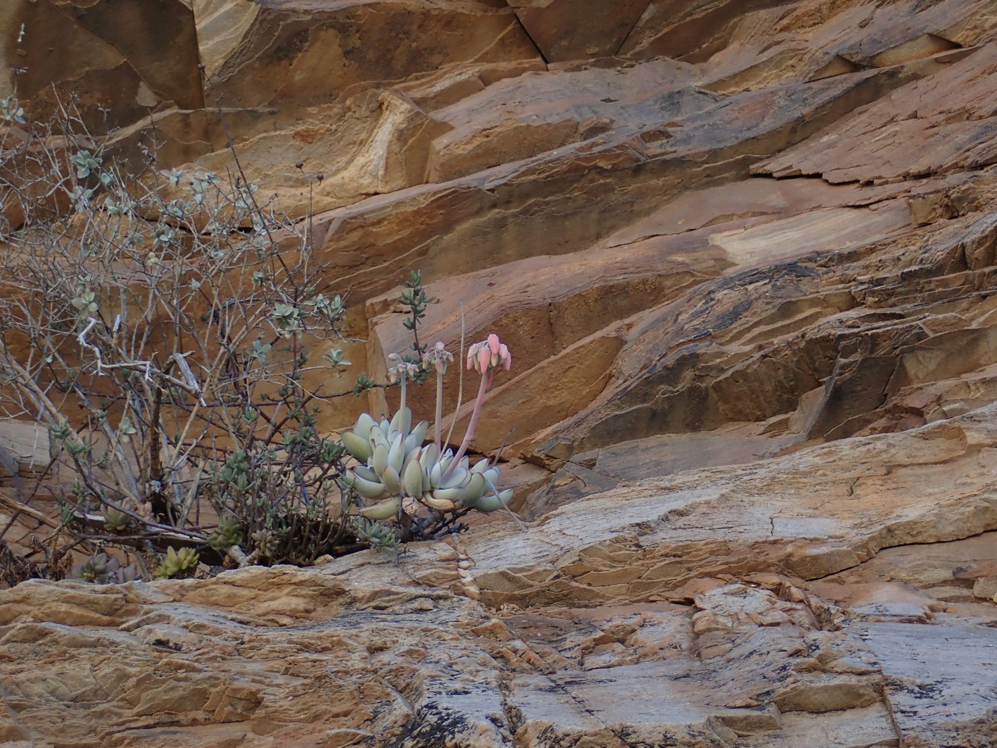 Image of Cotyledon orbiculata