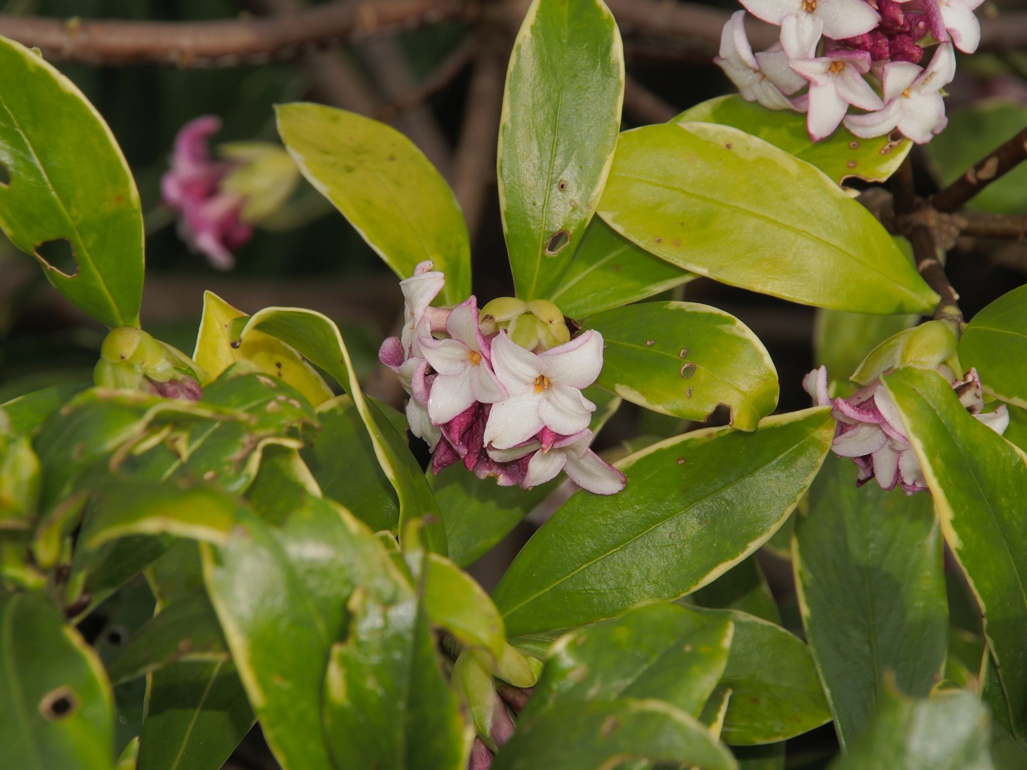 Image of Daphne odora 'Aureo-marginata'