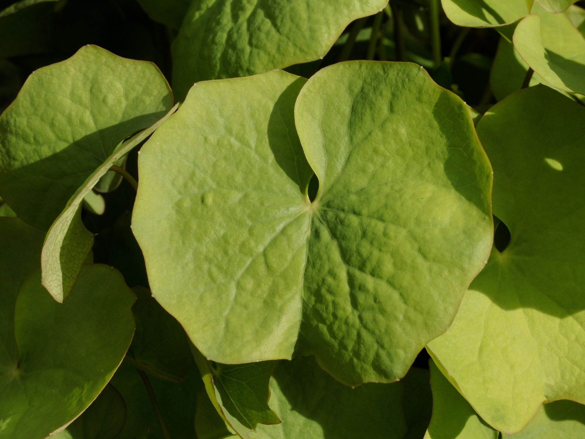 Image of Jeffersonia dubia