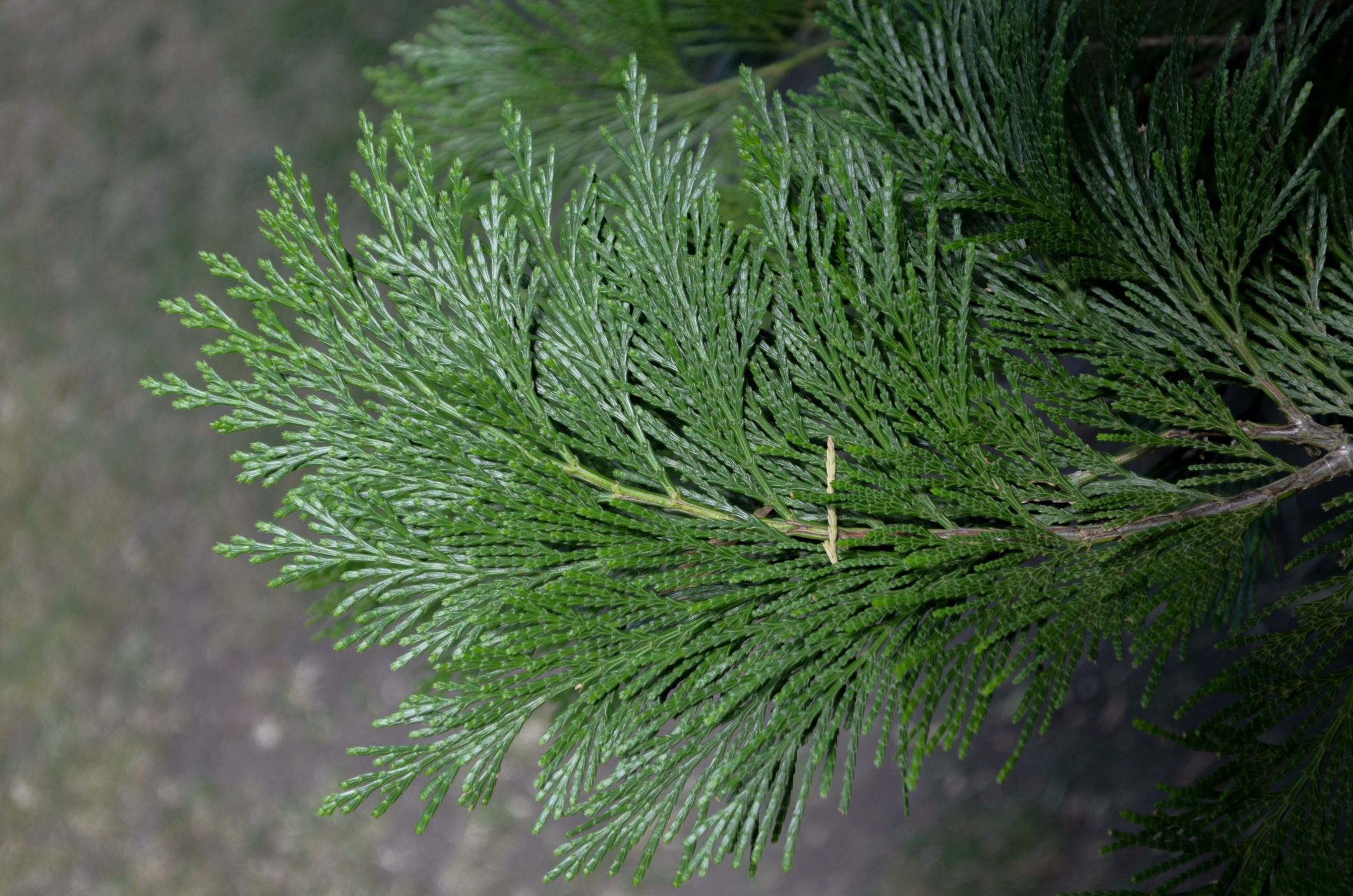 Image of Calocedrus decurrens 'Pillar'