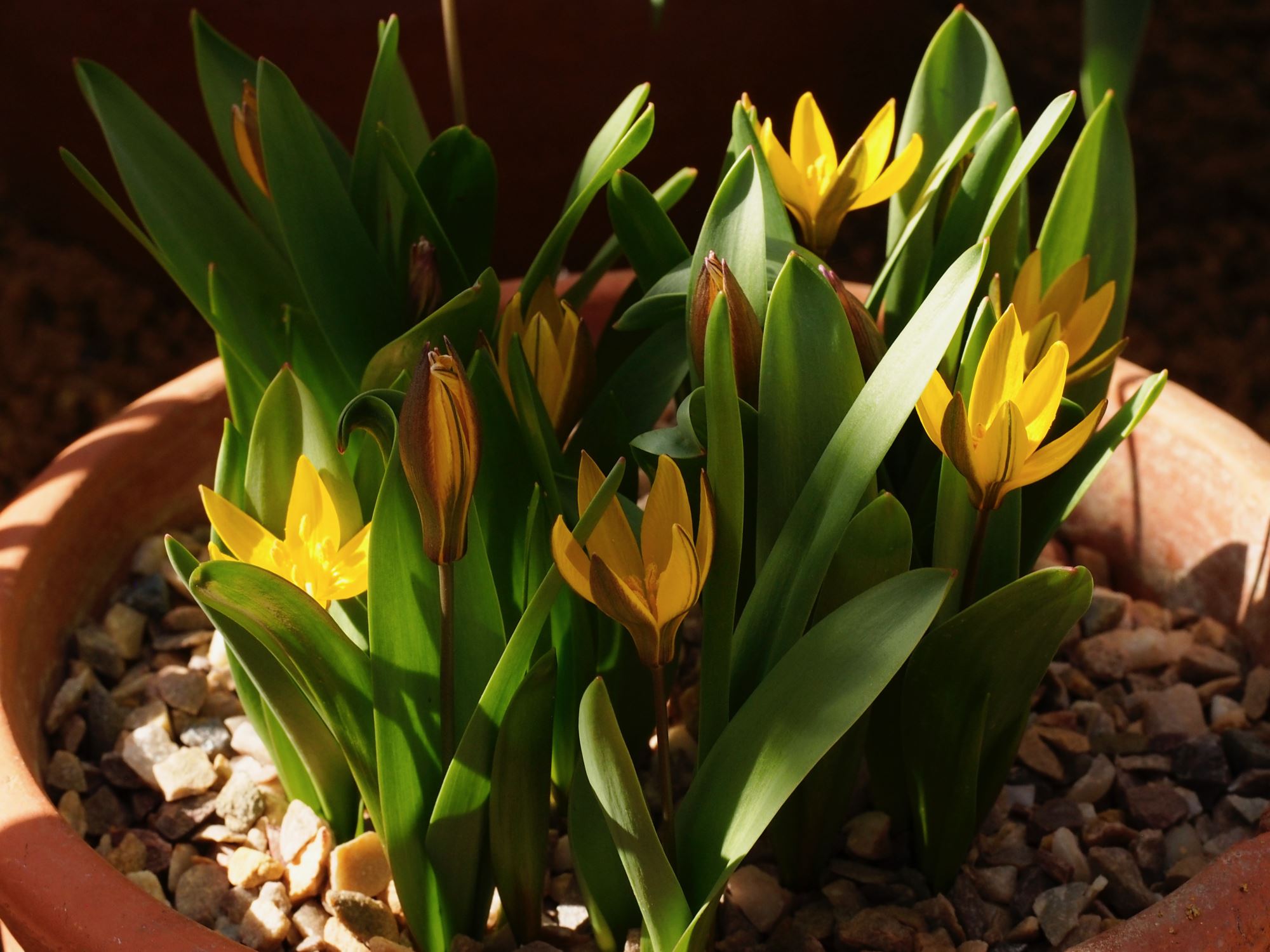 Image of Tulipa dasystemon
