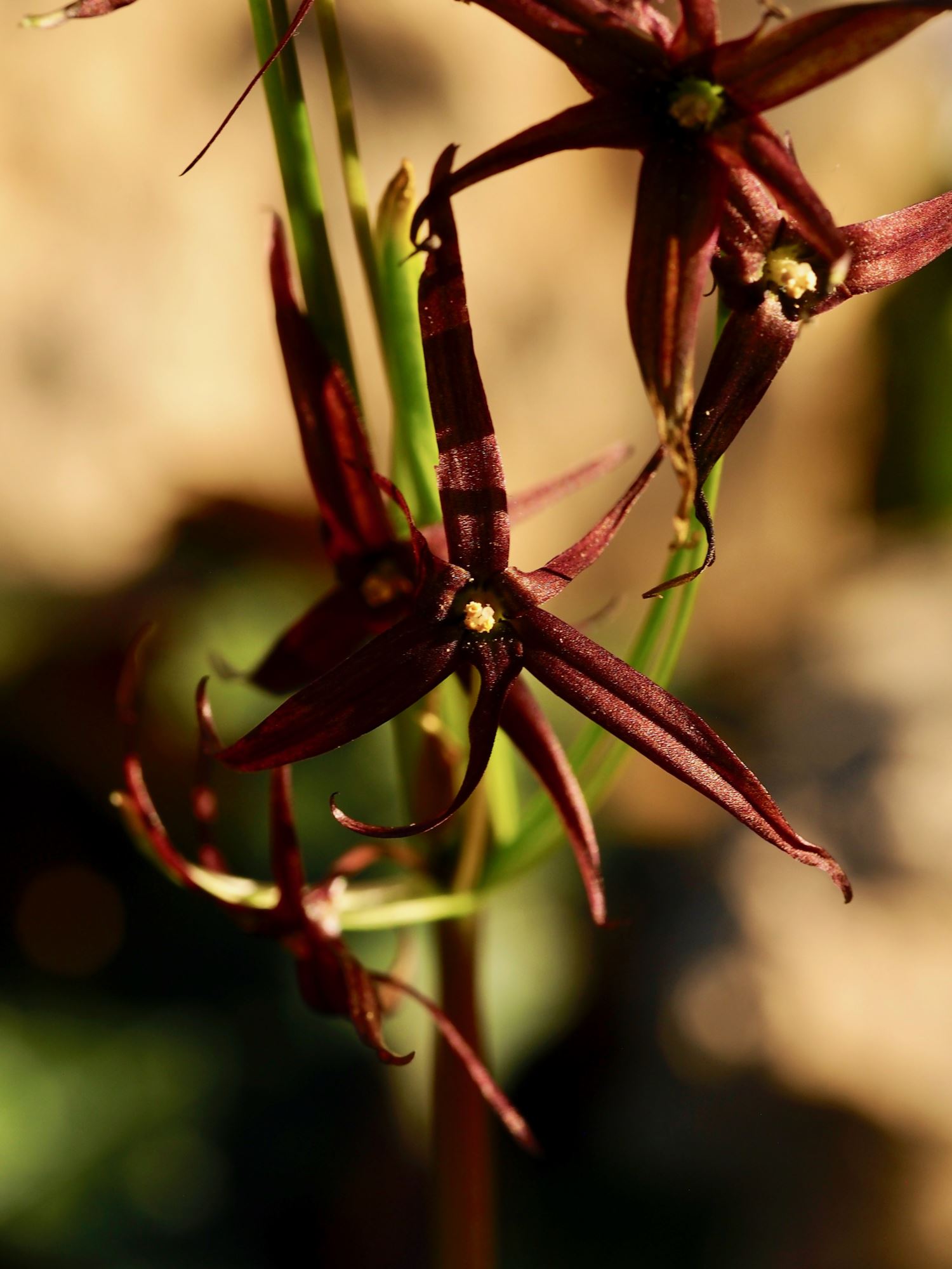 Image of Solaria atropurpurea