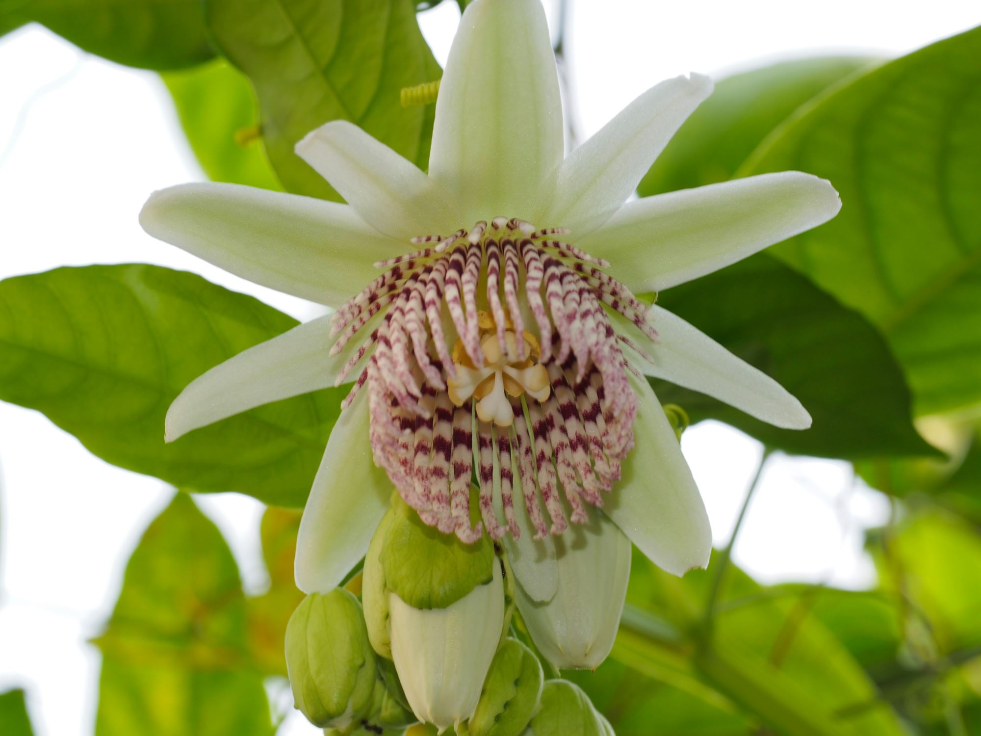 Image of Passiflora nigradenia