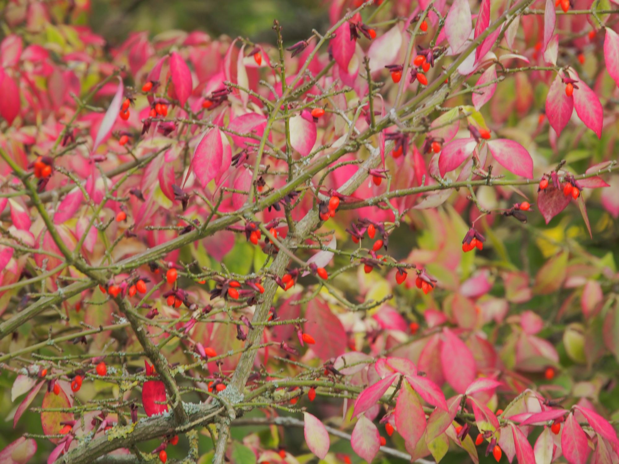 Image of Euonymus alatus var. apterus
