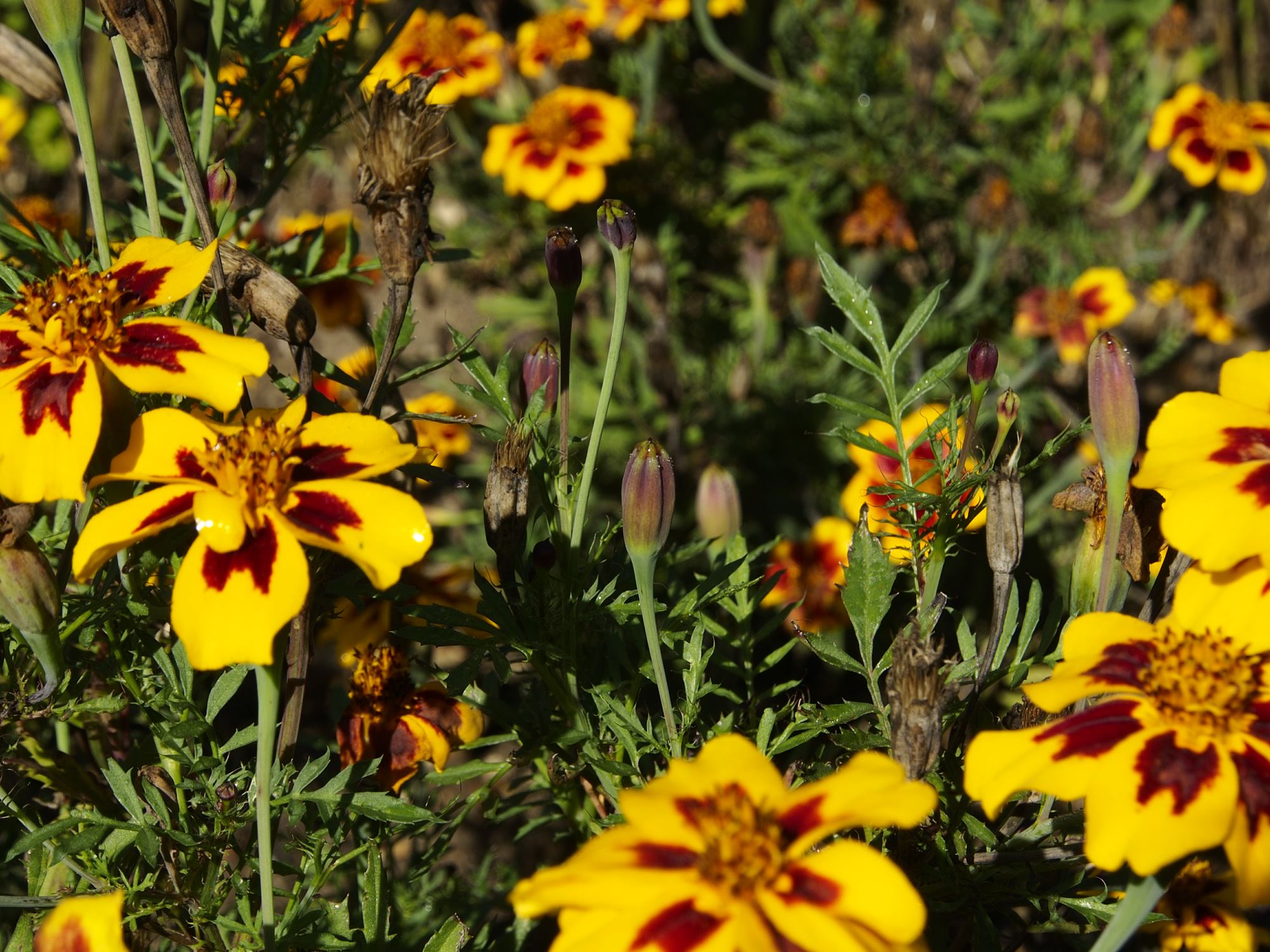 Image of Tagetes patula 'Legion of Honour'
