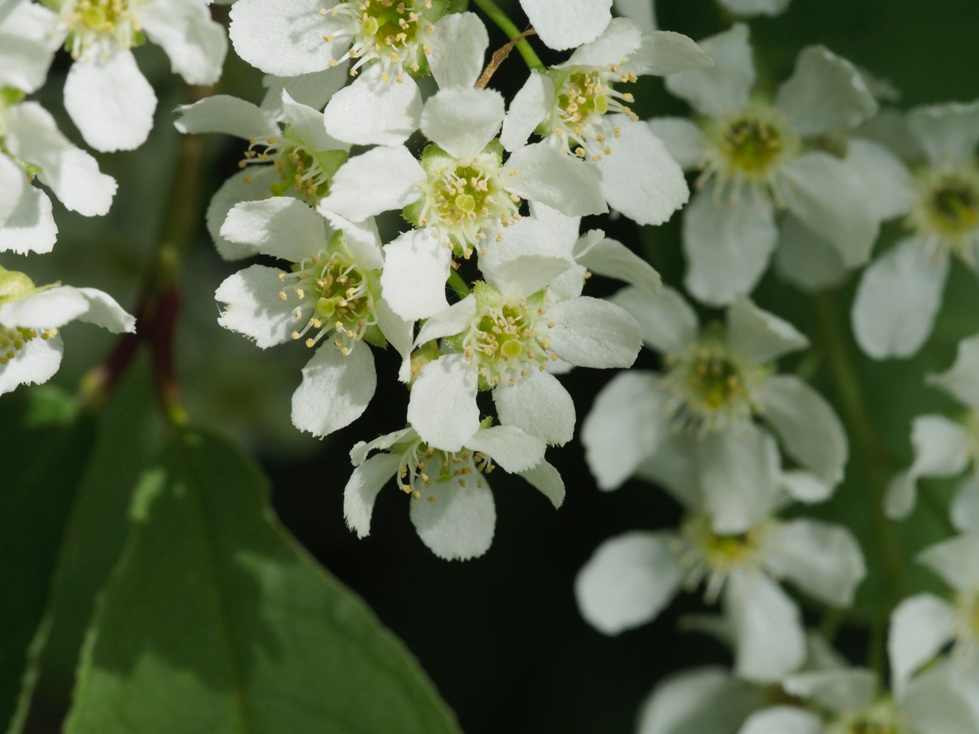 Image of Prunus padus