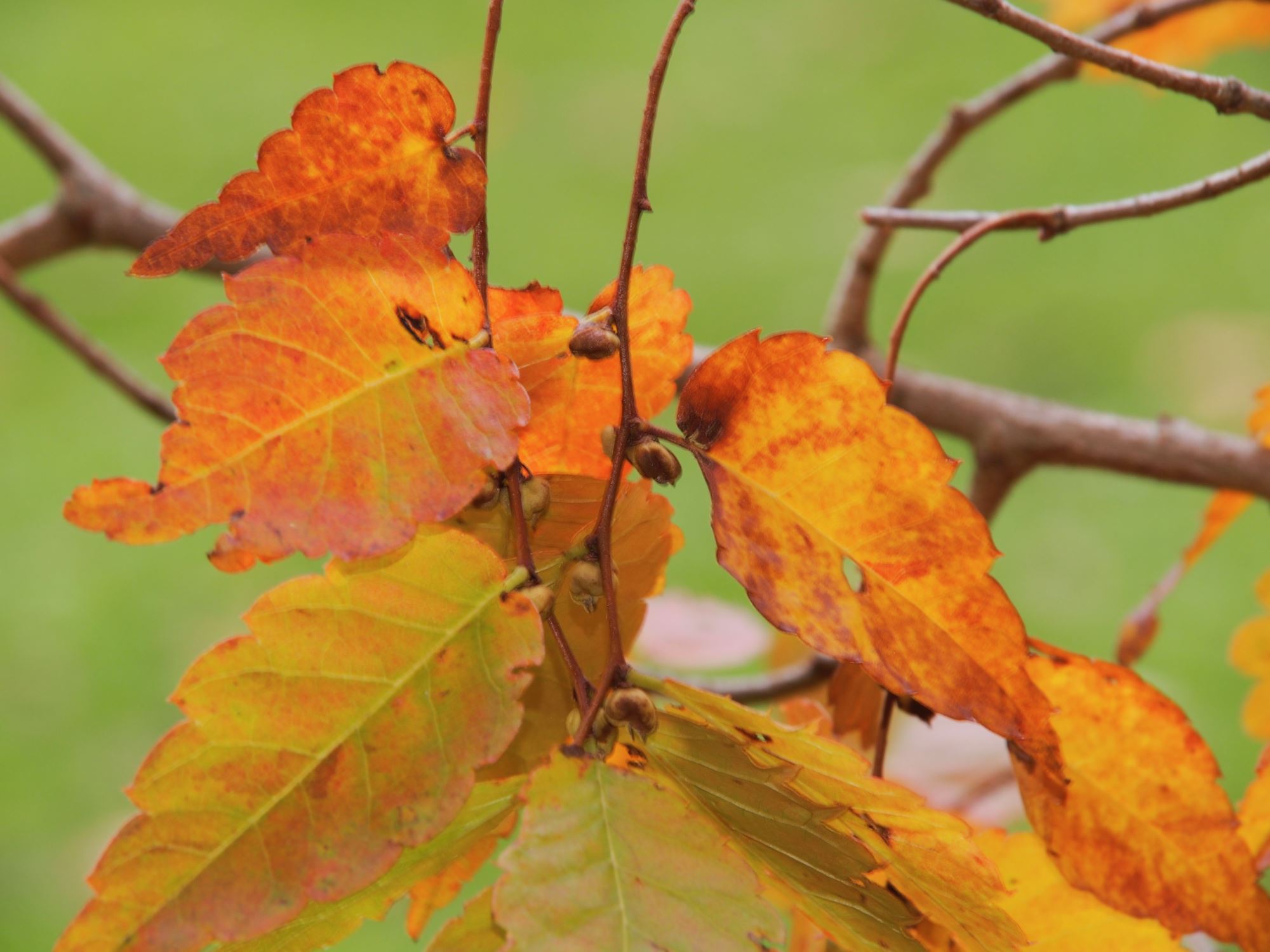 Image of Zelkova serrata