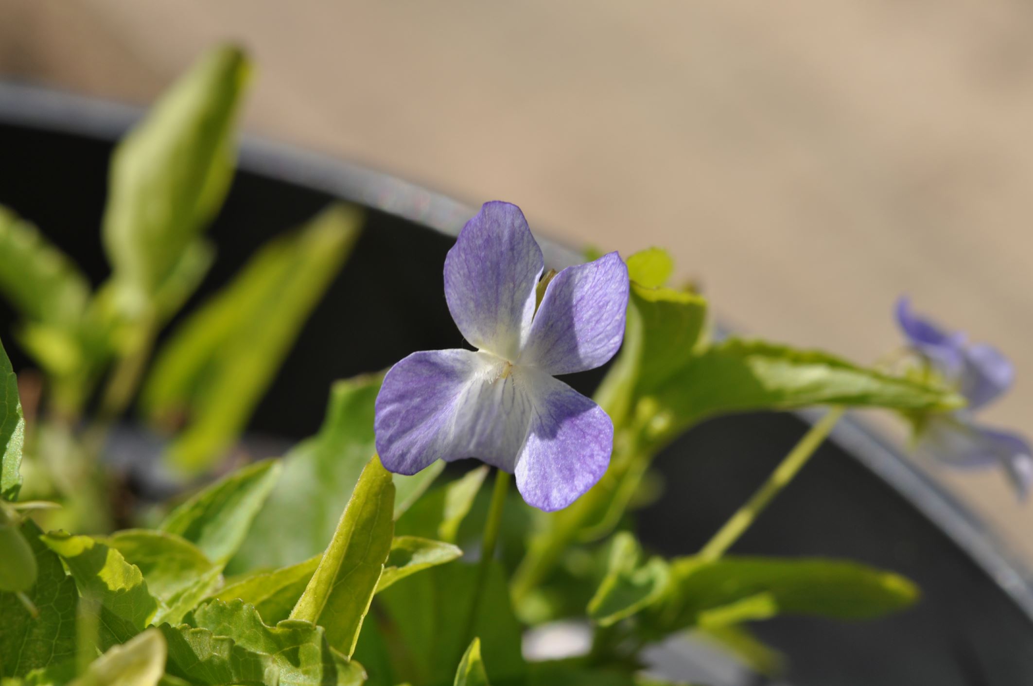 Image of Viola elatior