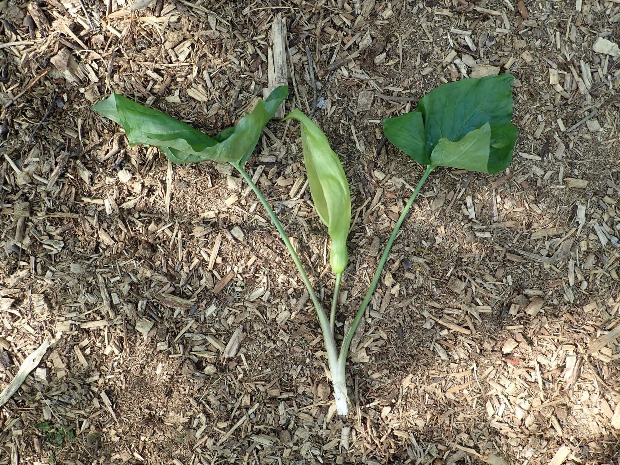 Image of Arum maculatum