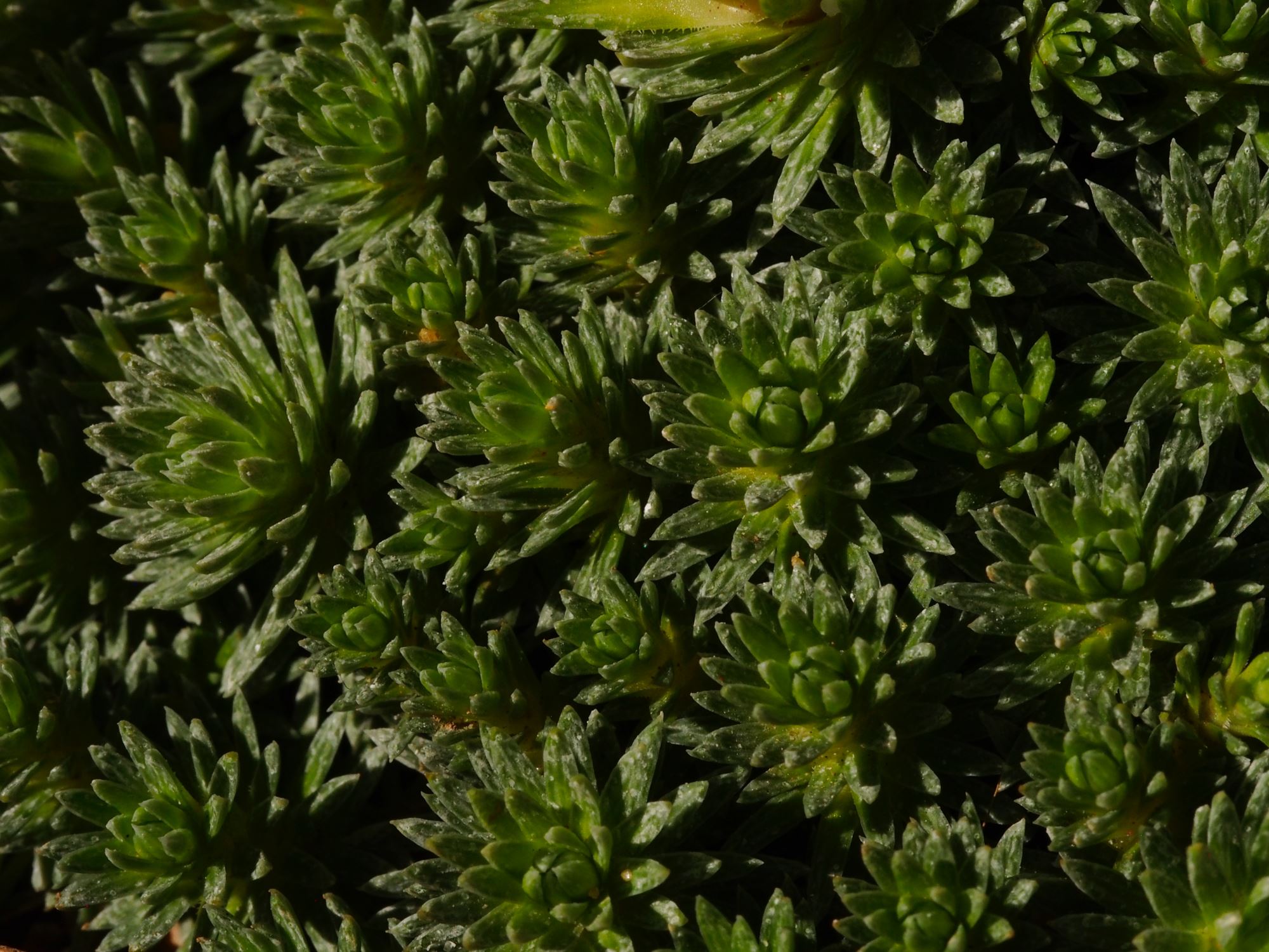 Image of Saxifraga Ã— borisii