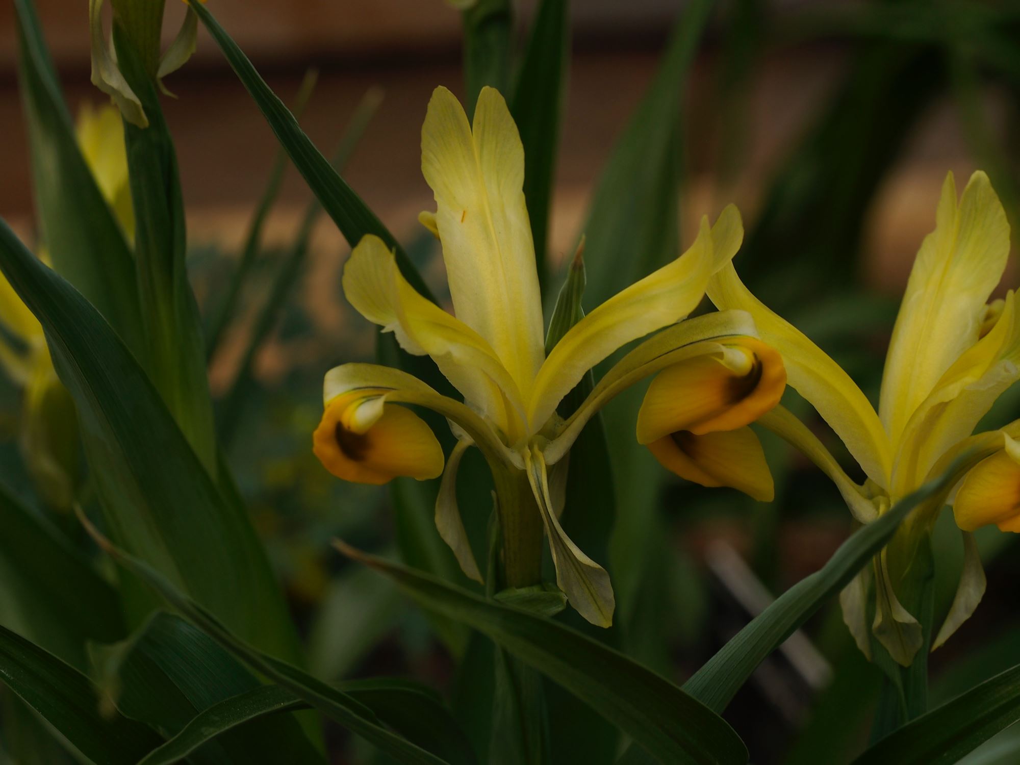 Image of Iris bucharica