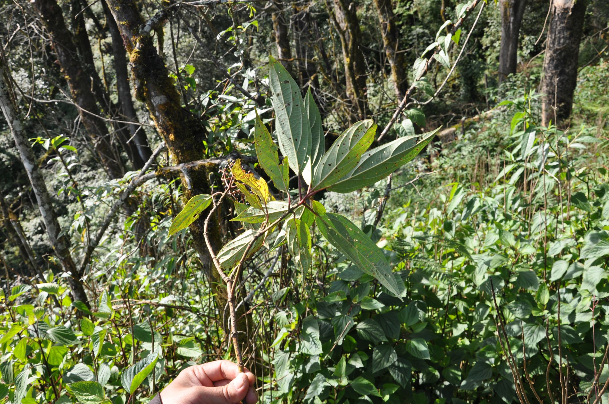 Image of Viburnum cylindricum