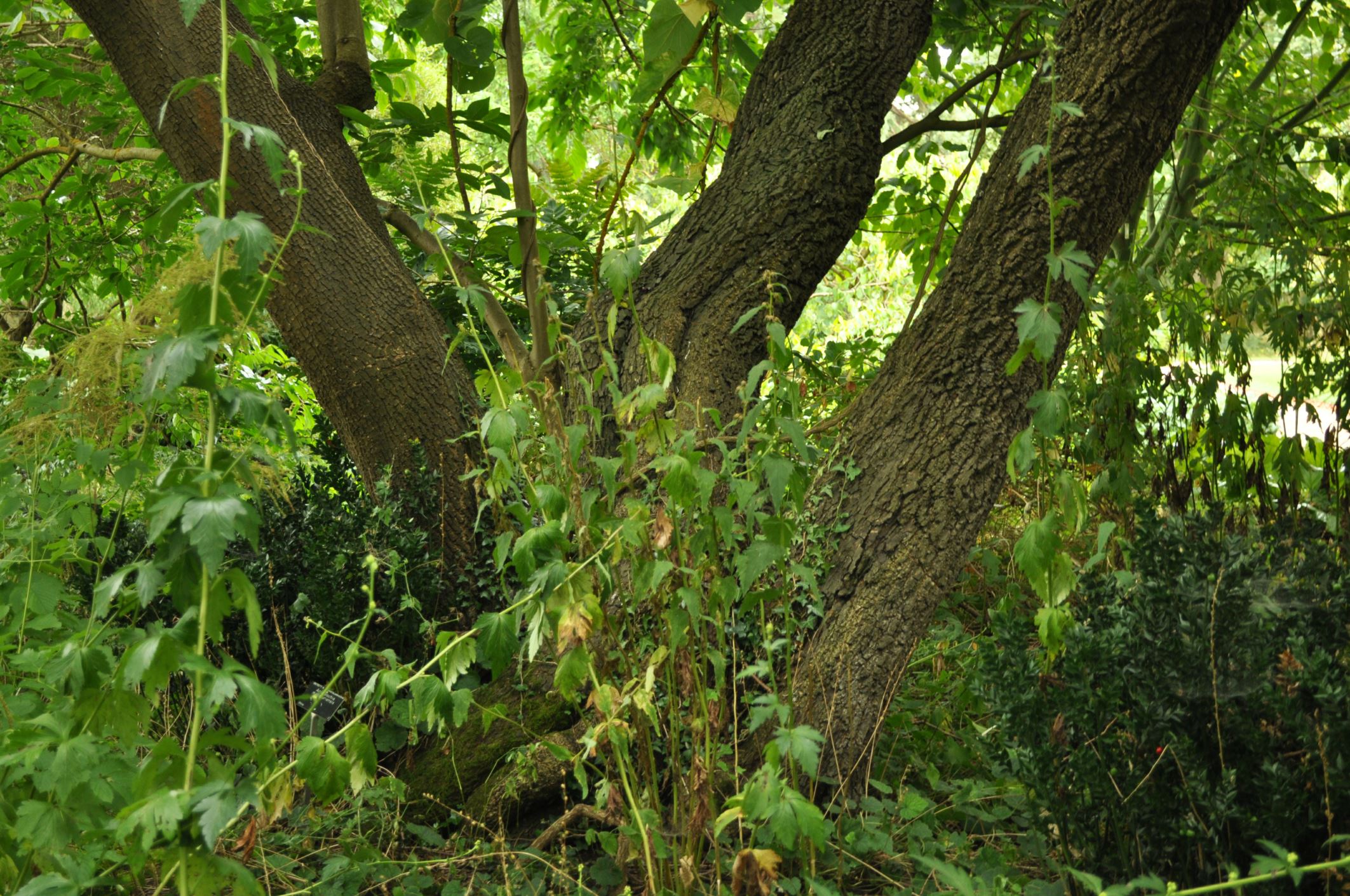 Image of Diospyros lotus