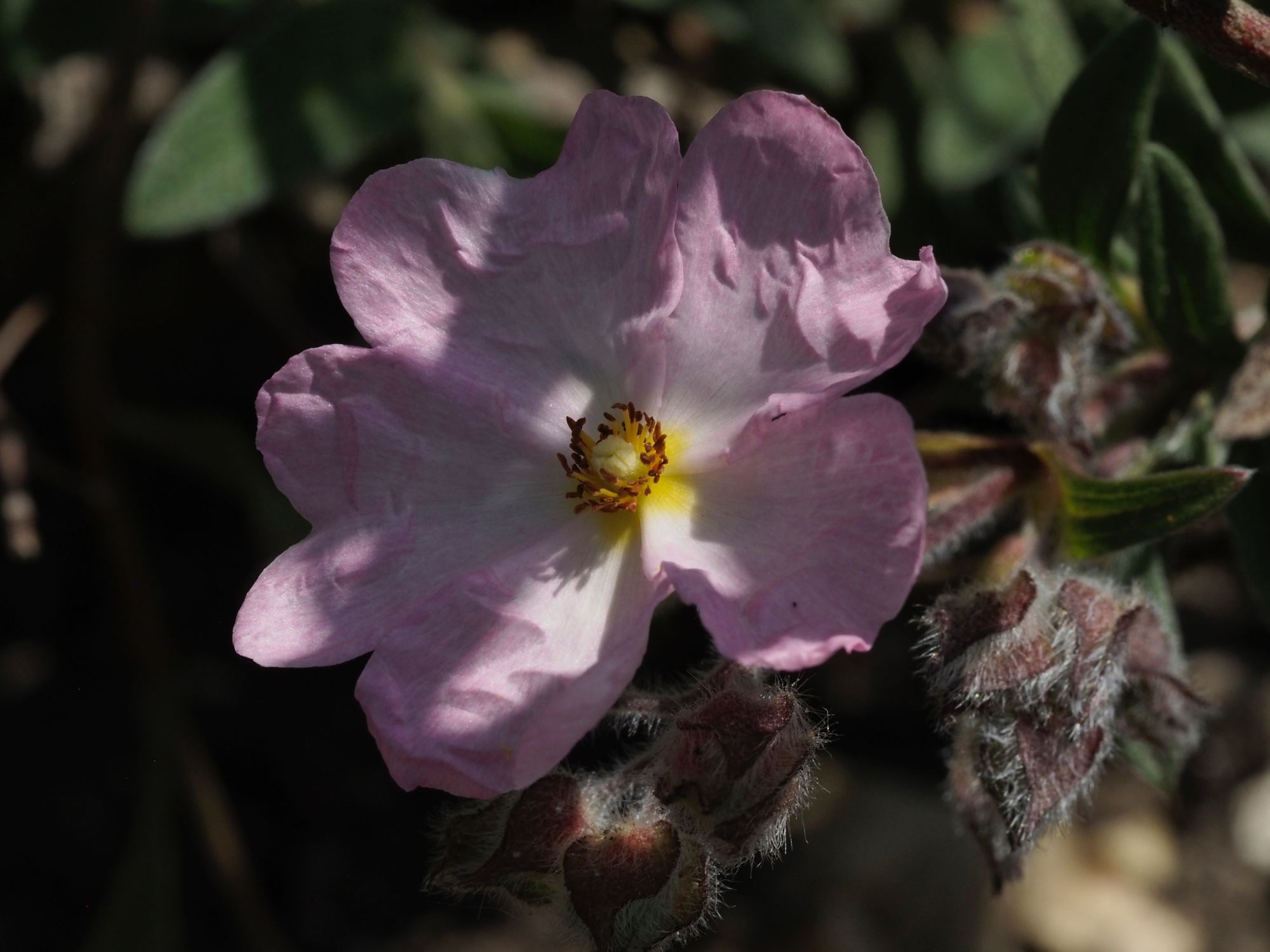 Image of Cistus Ã— skanbergii