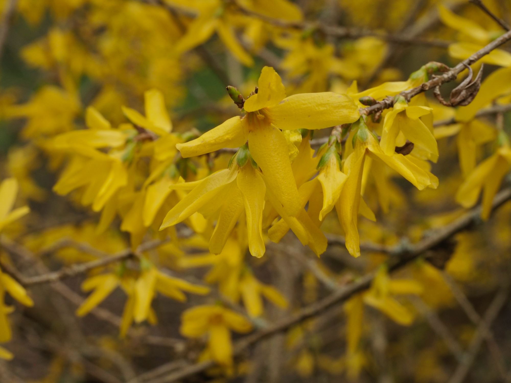 Image of Forsythia Ã— intermedia 'Spectabilis'