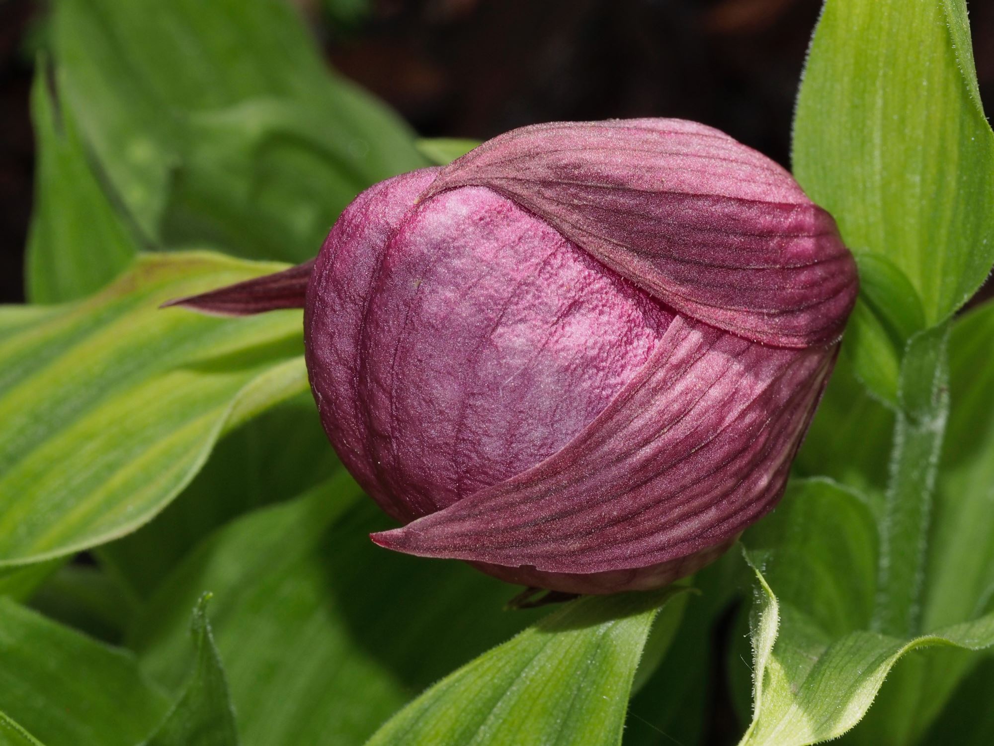 Image of Cypripedium tibeticum