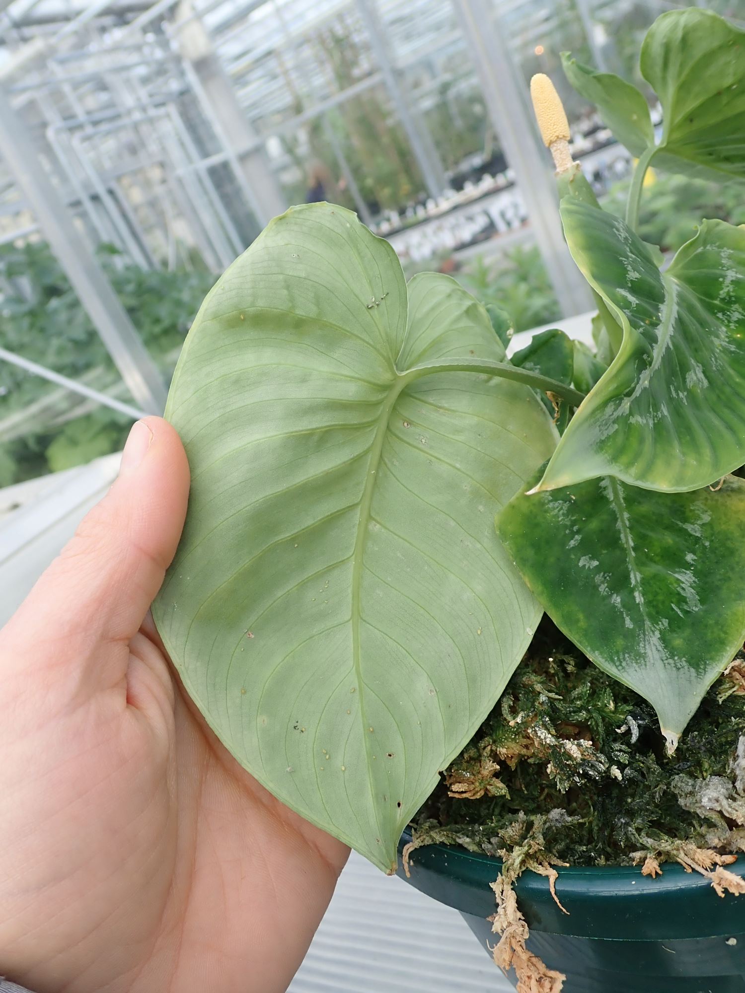 Image of Schismatoglottis scintillans