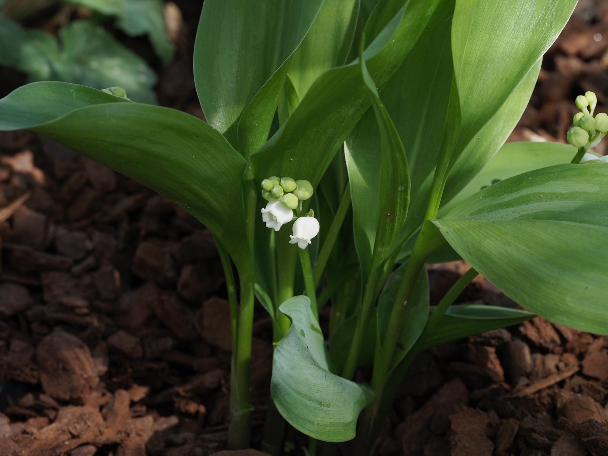 Image of Convallaria majalis