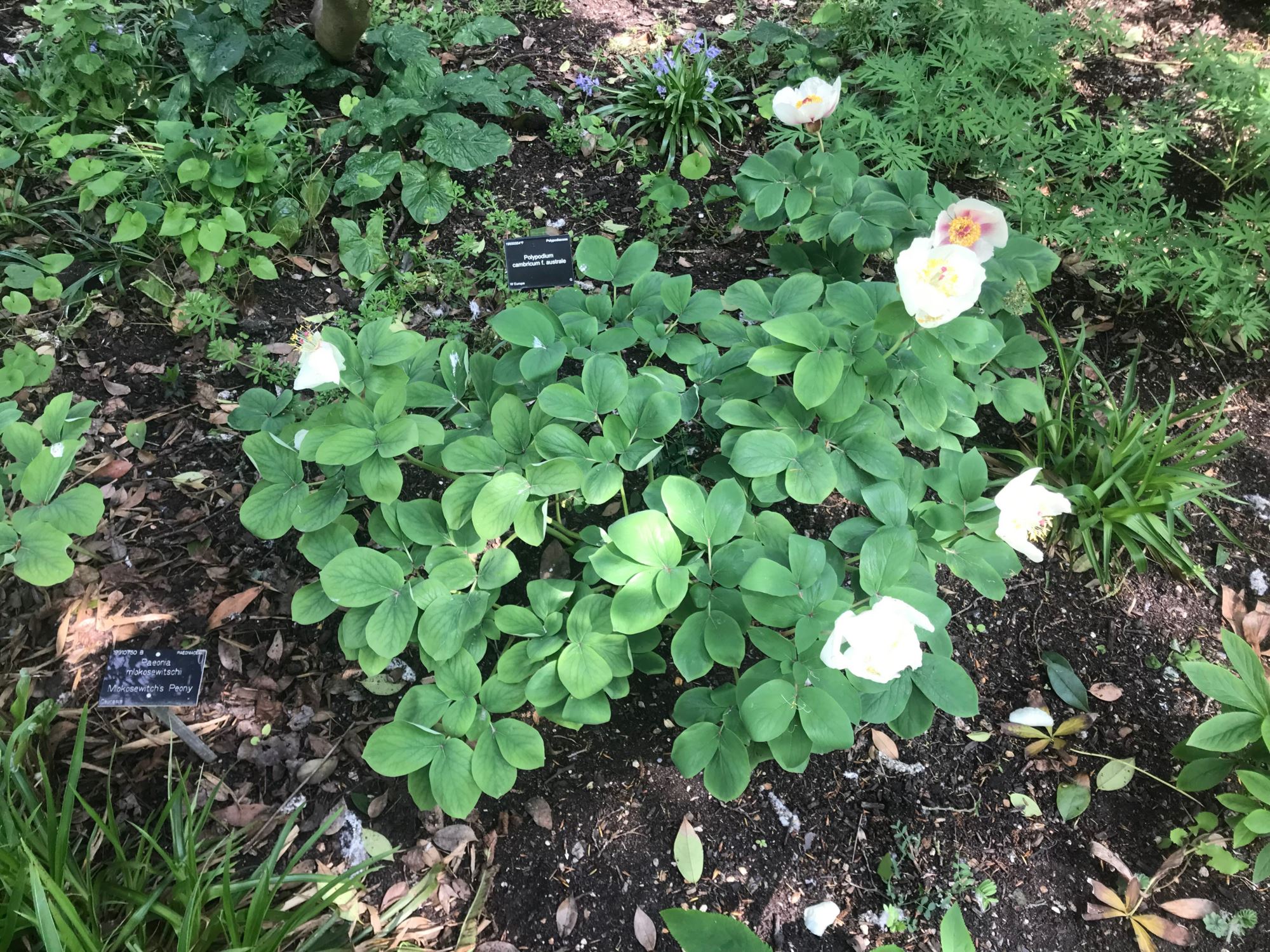 Image of Paeonia daurica subsp. mlokosewitschii