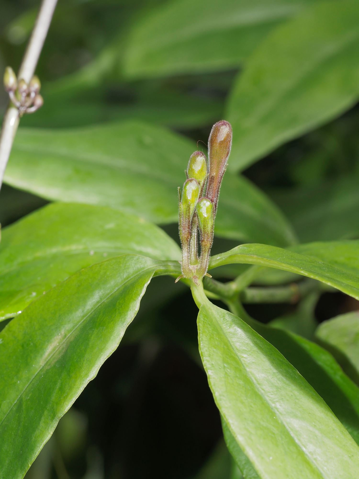 Image of Aeschynanthus longiflorus