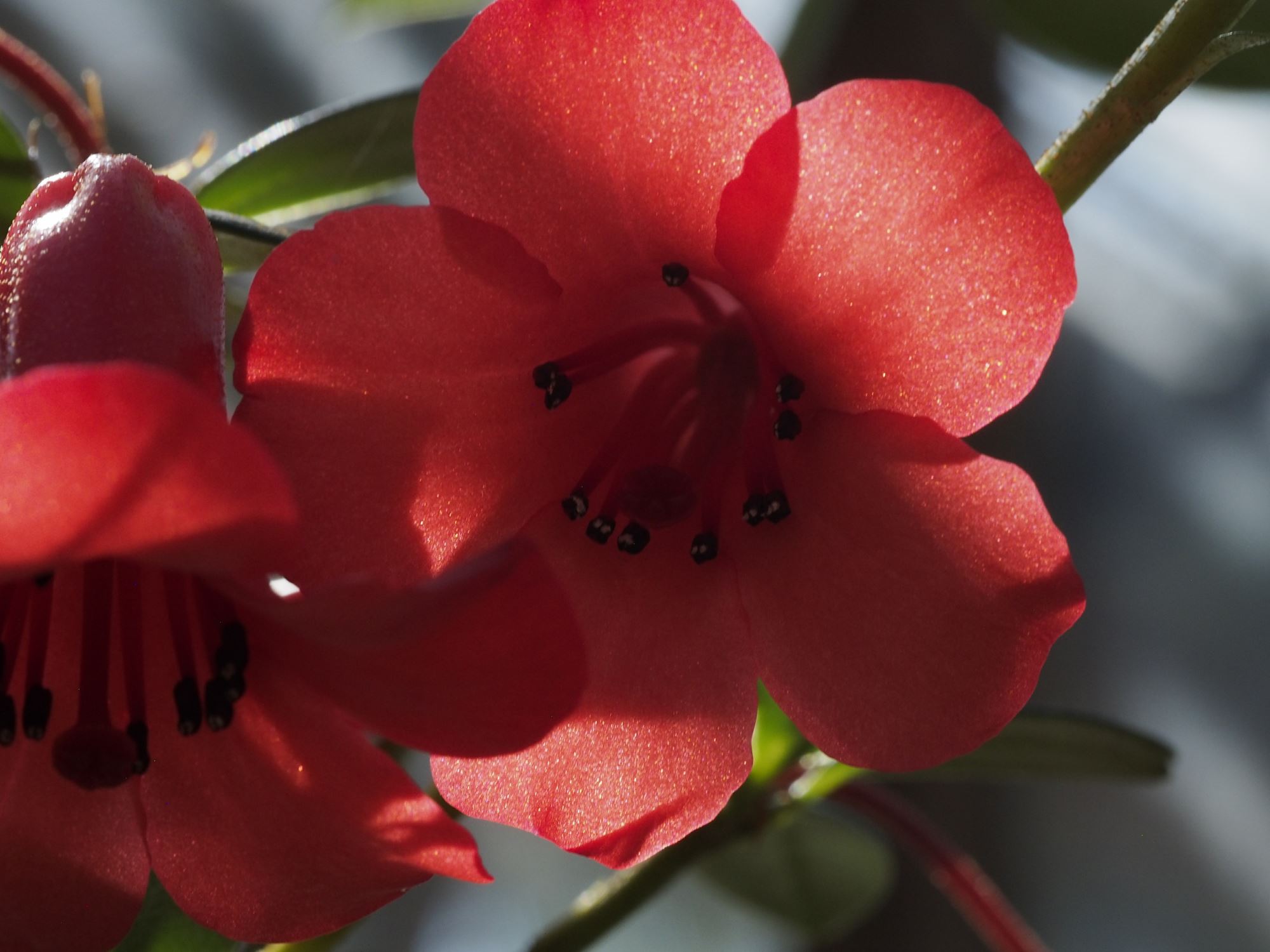 Image of Rhododendron 'Saint Valentine'