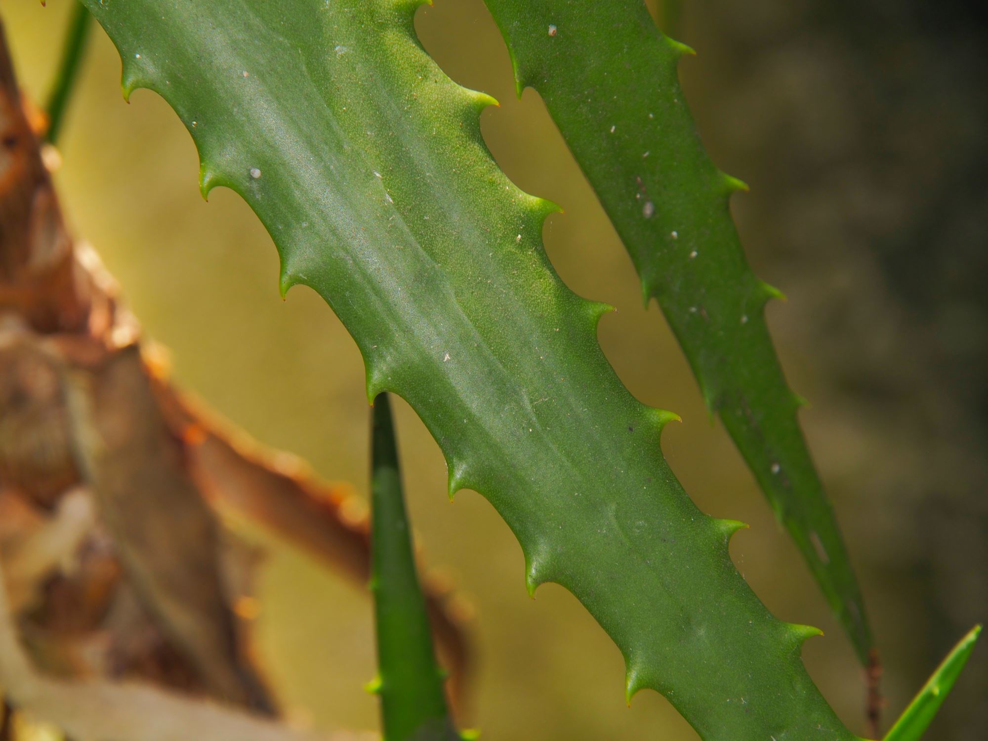Image of Aloe kedongensis