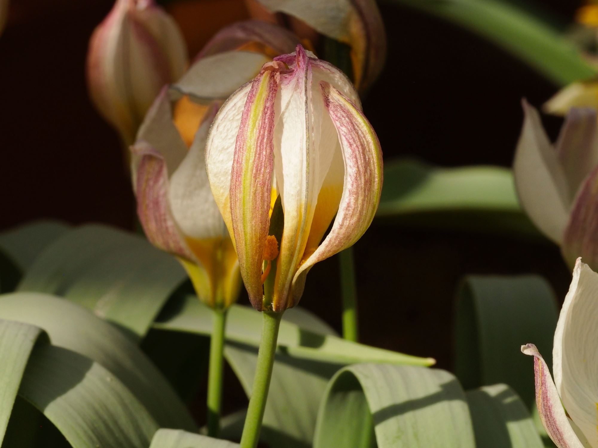 Image of Tulipa biflora