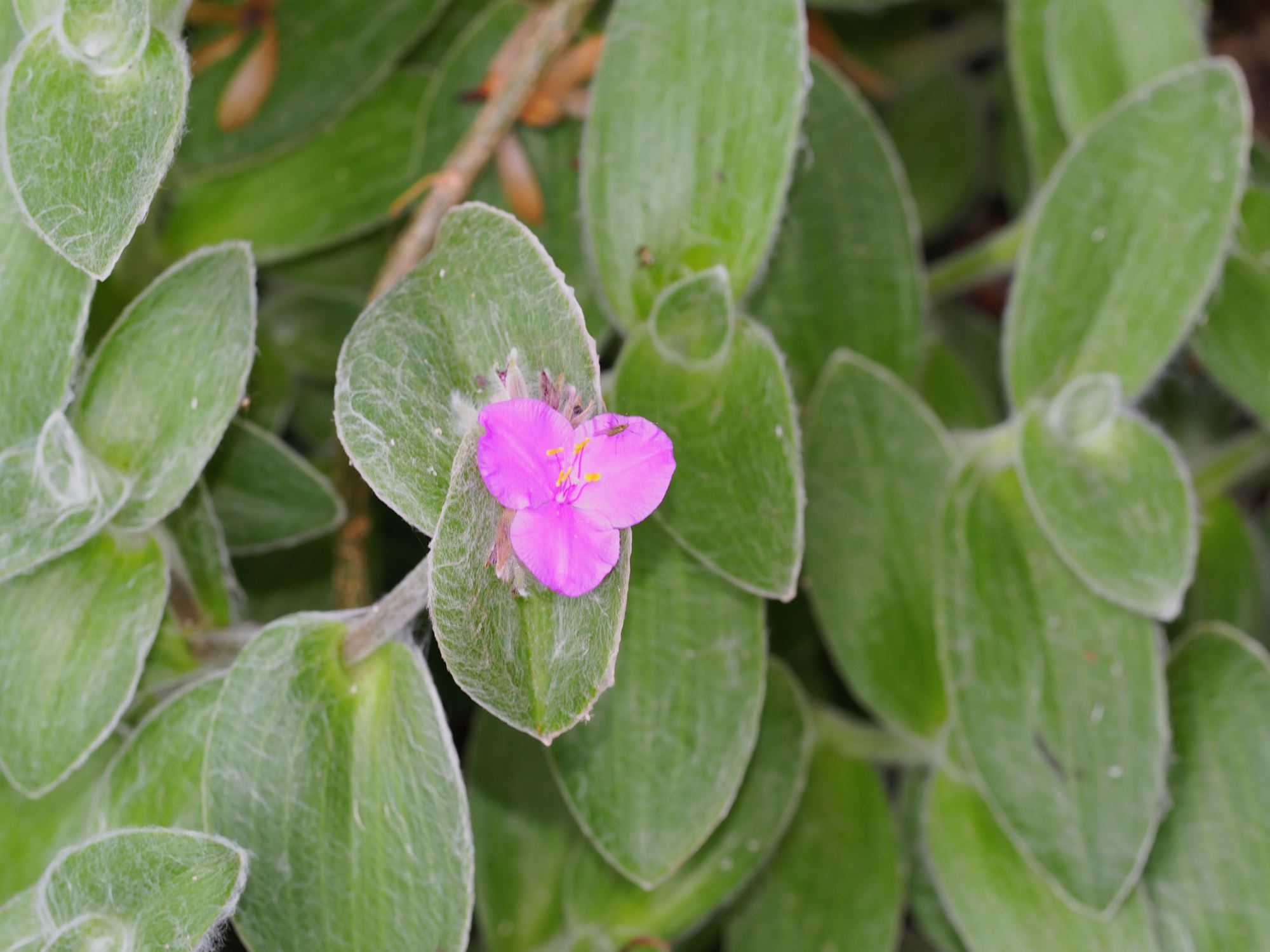 Image of Tradescantia sillamontana
