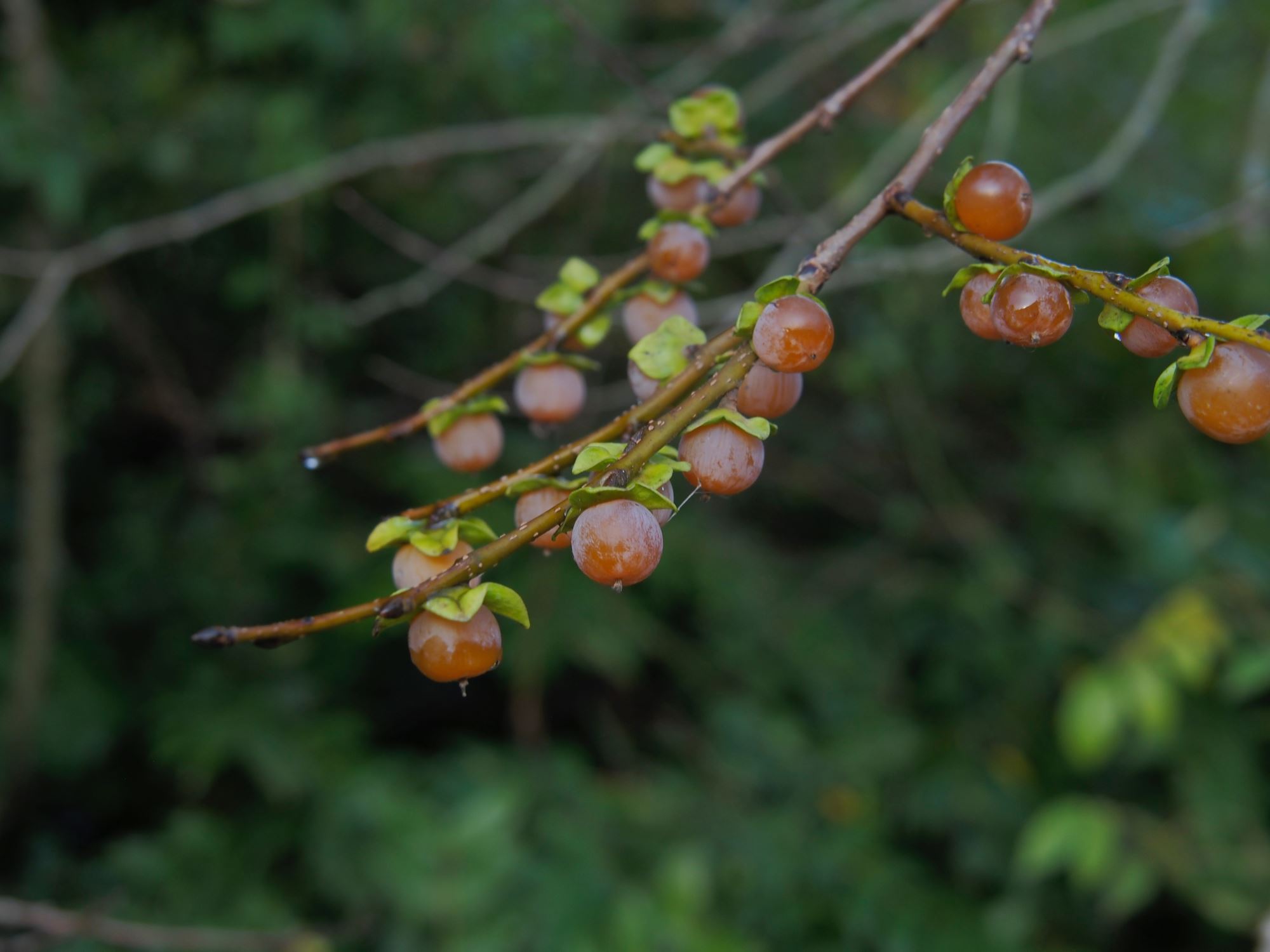 Image of Diospyros lotus