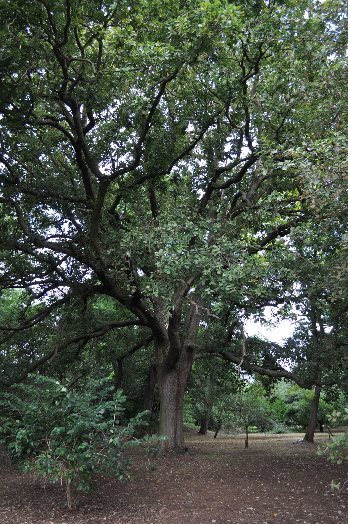 Image of Quercus Ã— warburgii