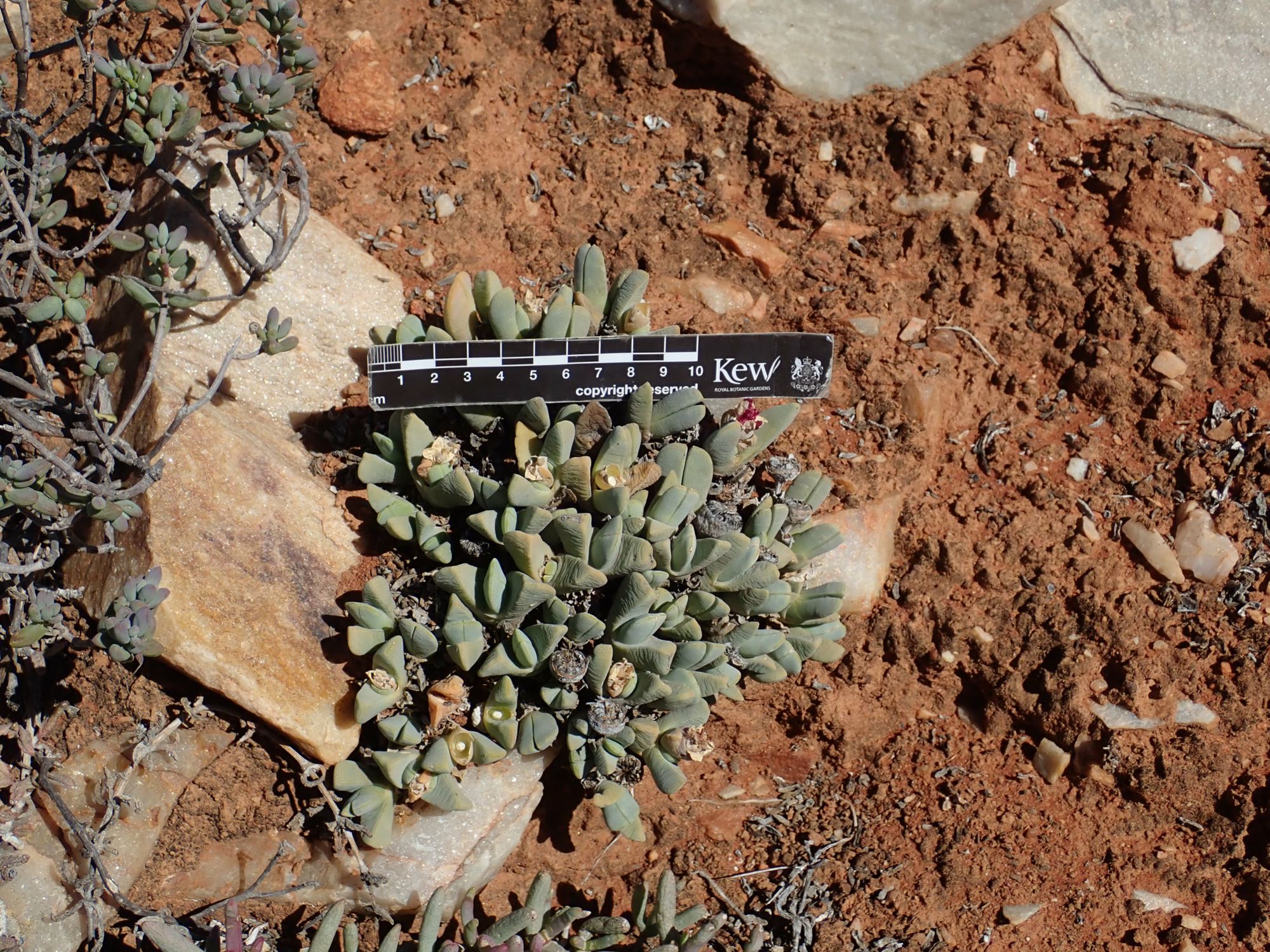 Image of Cheiridopsis purpurea