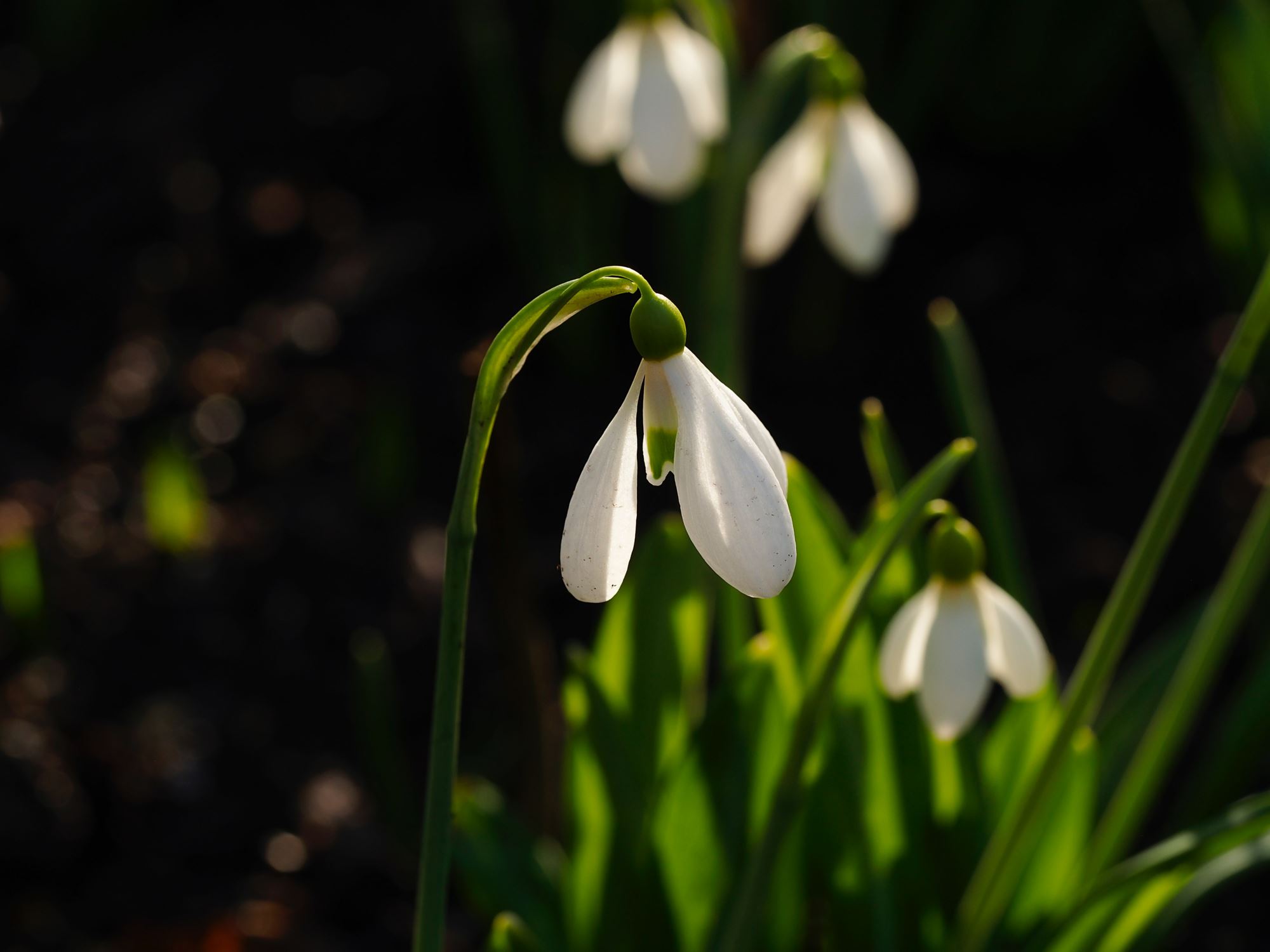 Image of Galanthus plicatus subsp. plicatus