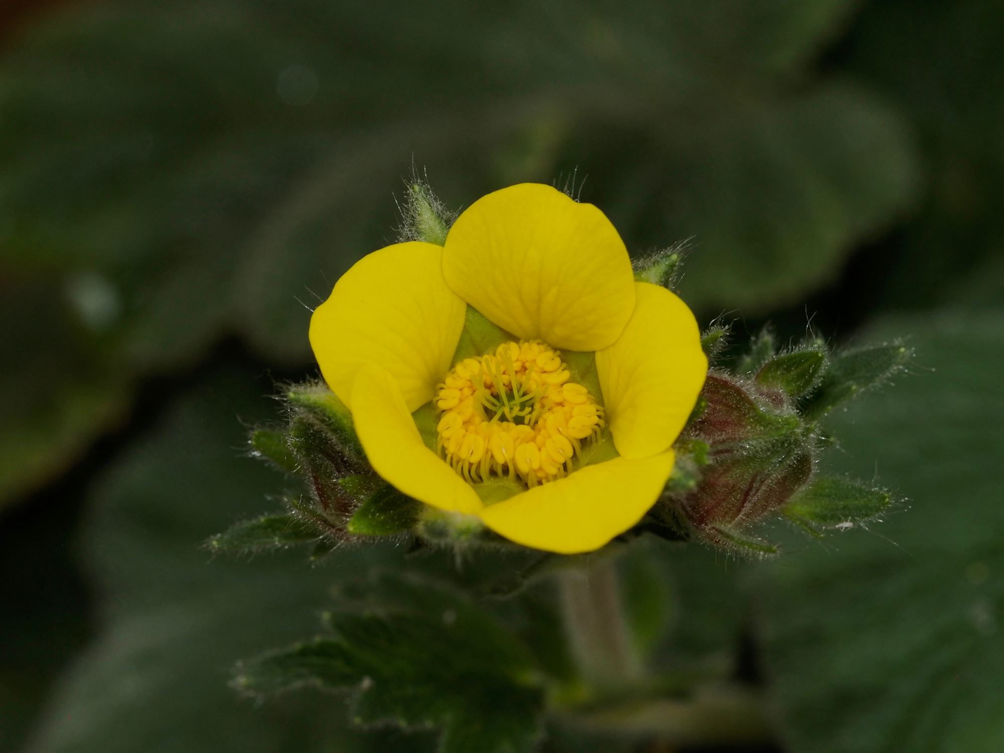 Image of Geum capense