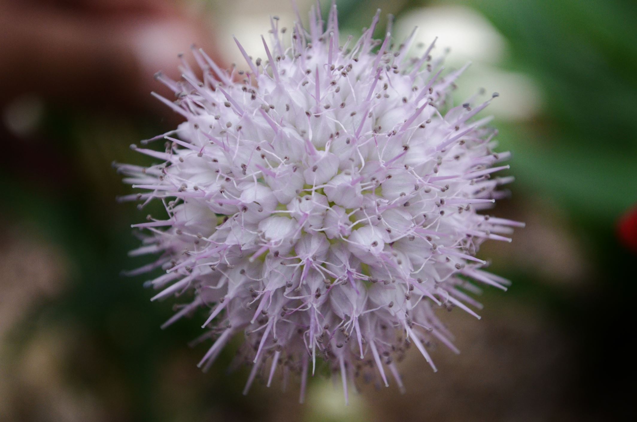 Image of Allium carolinianum