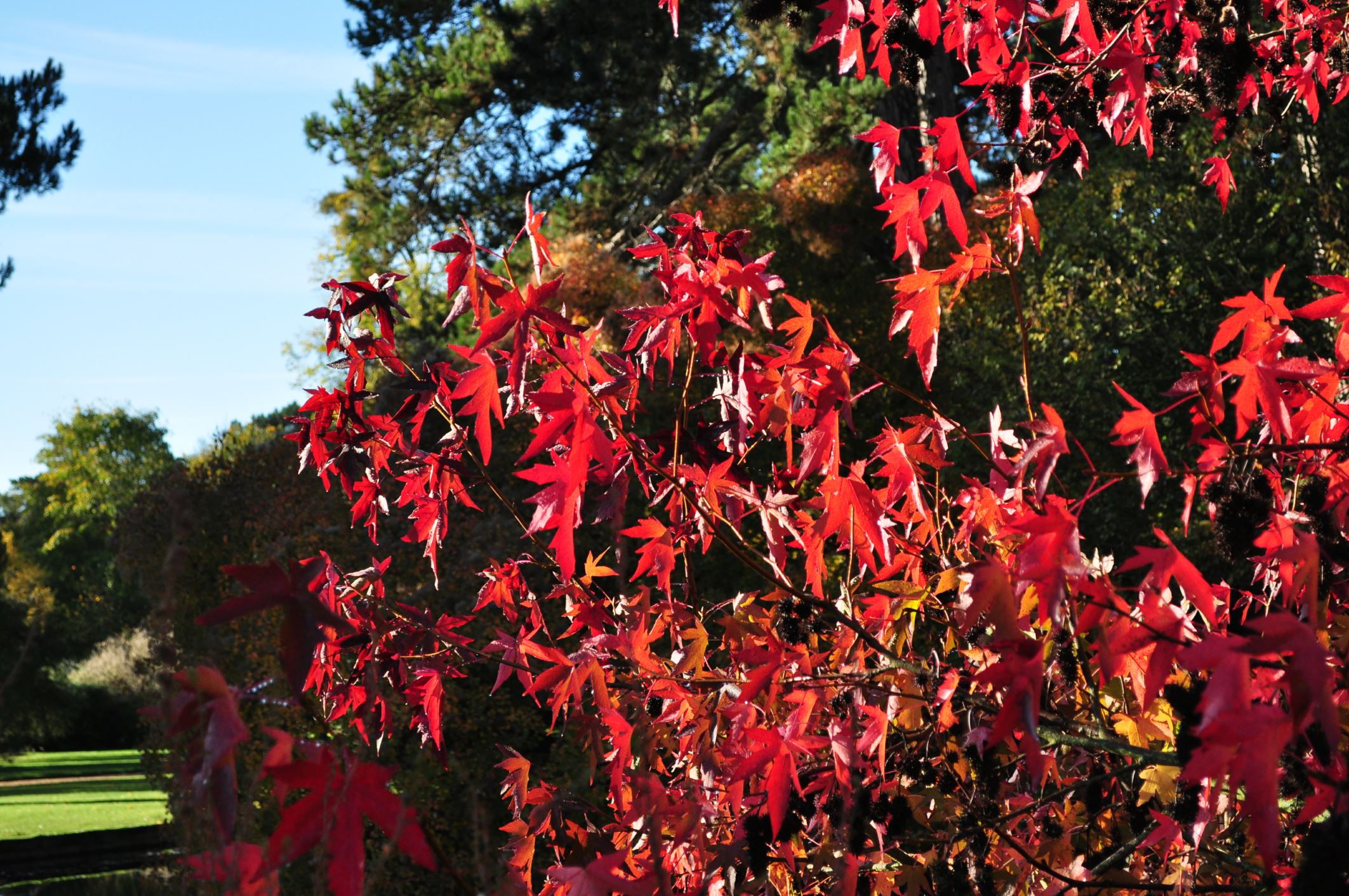 Image of Liquidambar styraciflua 'Worplesdon'