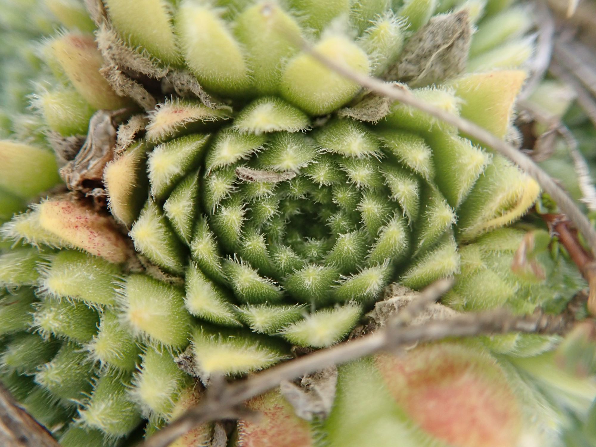 Image of Sempervivum montanum