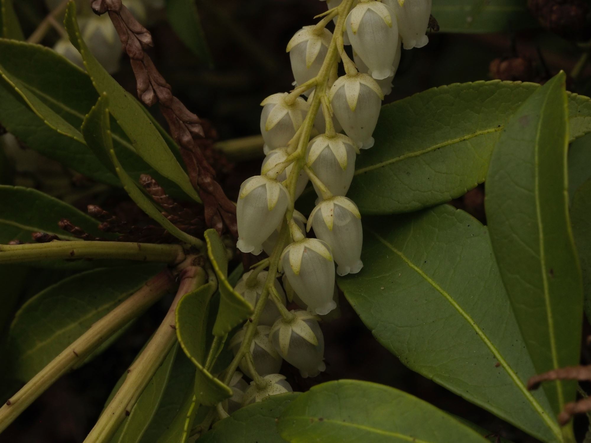 Image of Pieris japonica