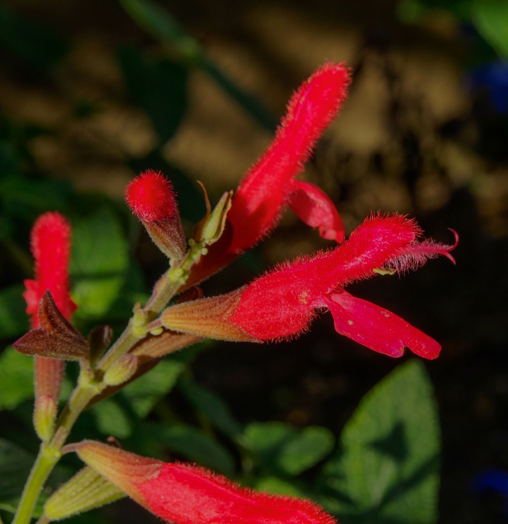 Image of Salvia fulgens