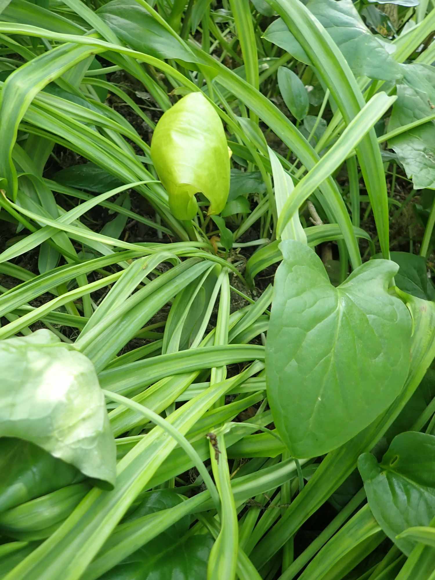 Image of Arum maculatum
