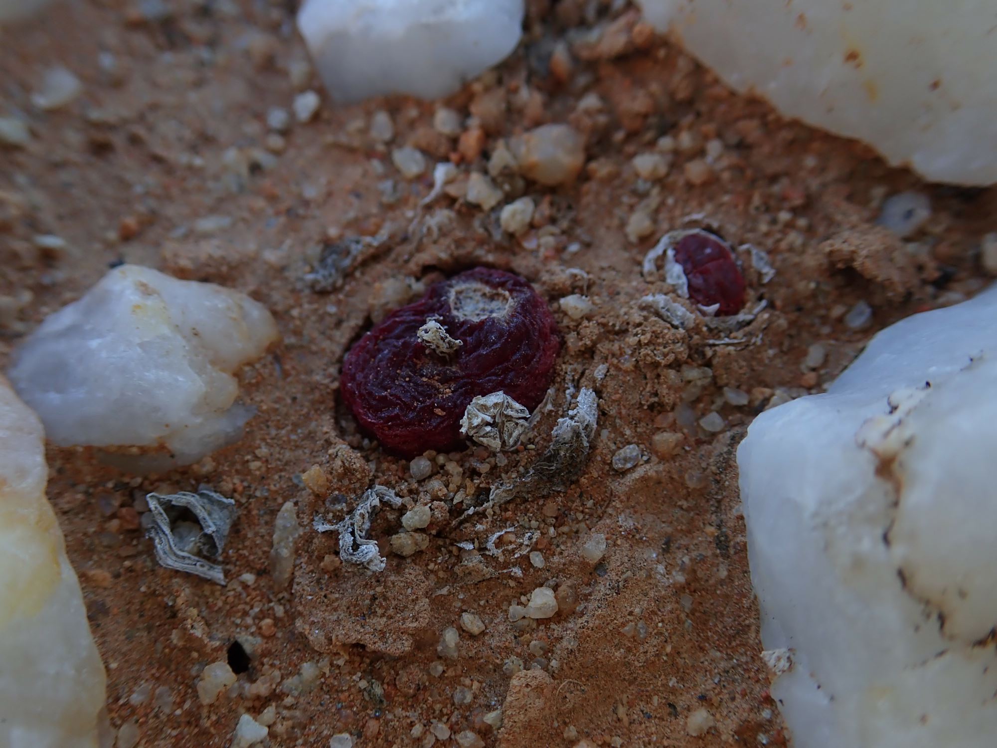 Image of Conophytum maughanii