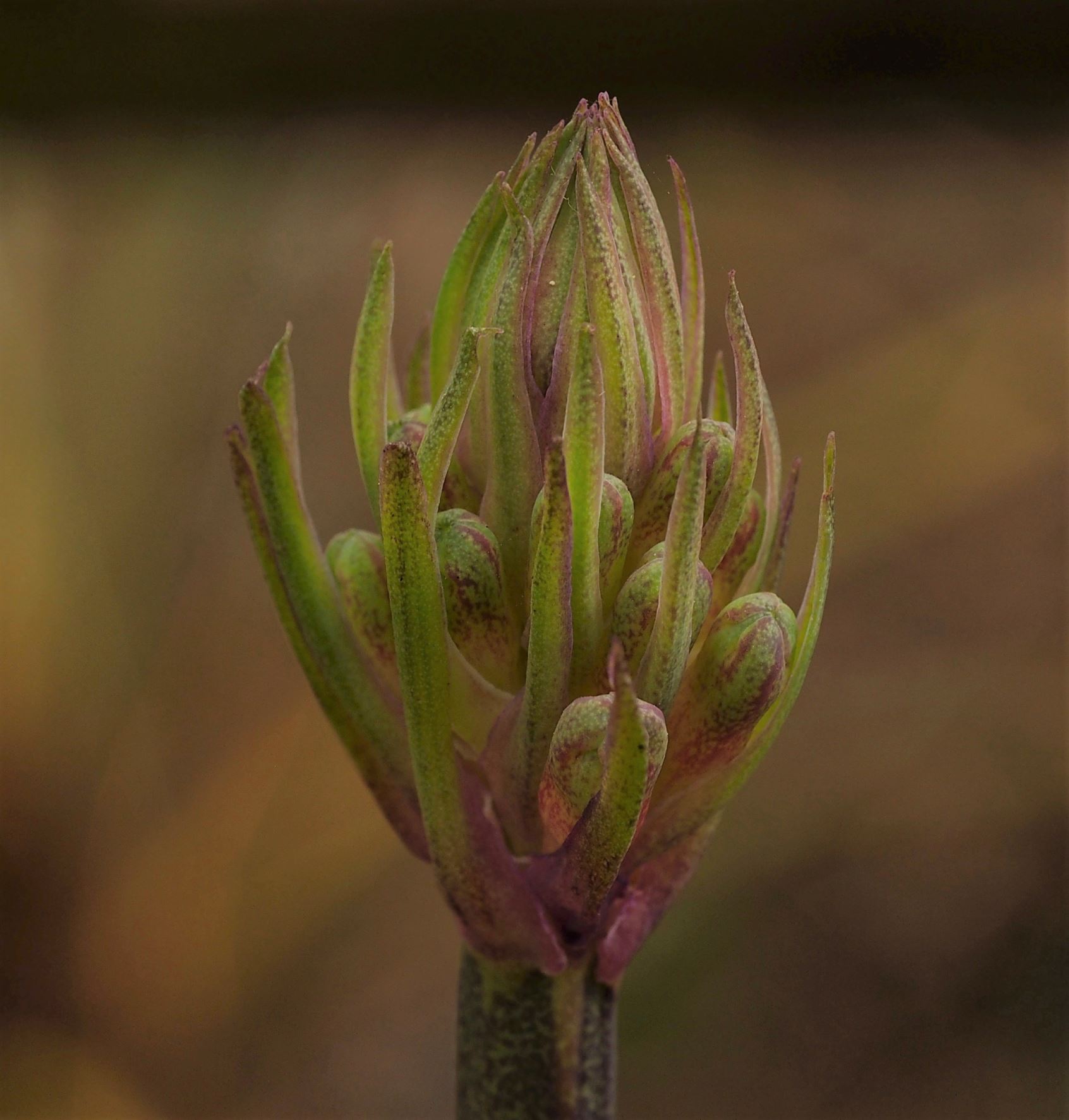 Image of Veltheimia bracteata