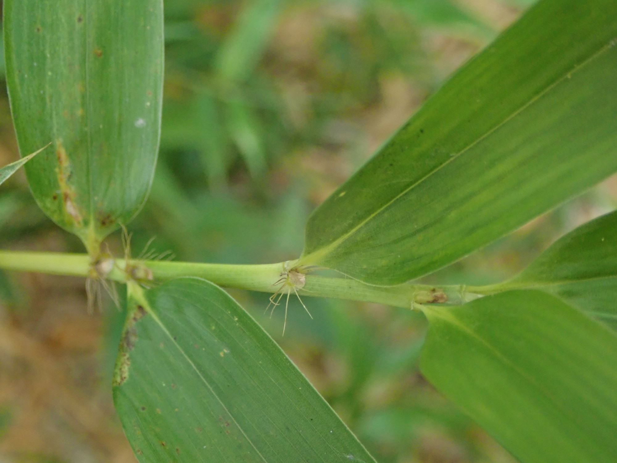 Image of Phyllostachys viridiglaucescens