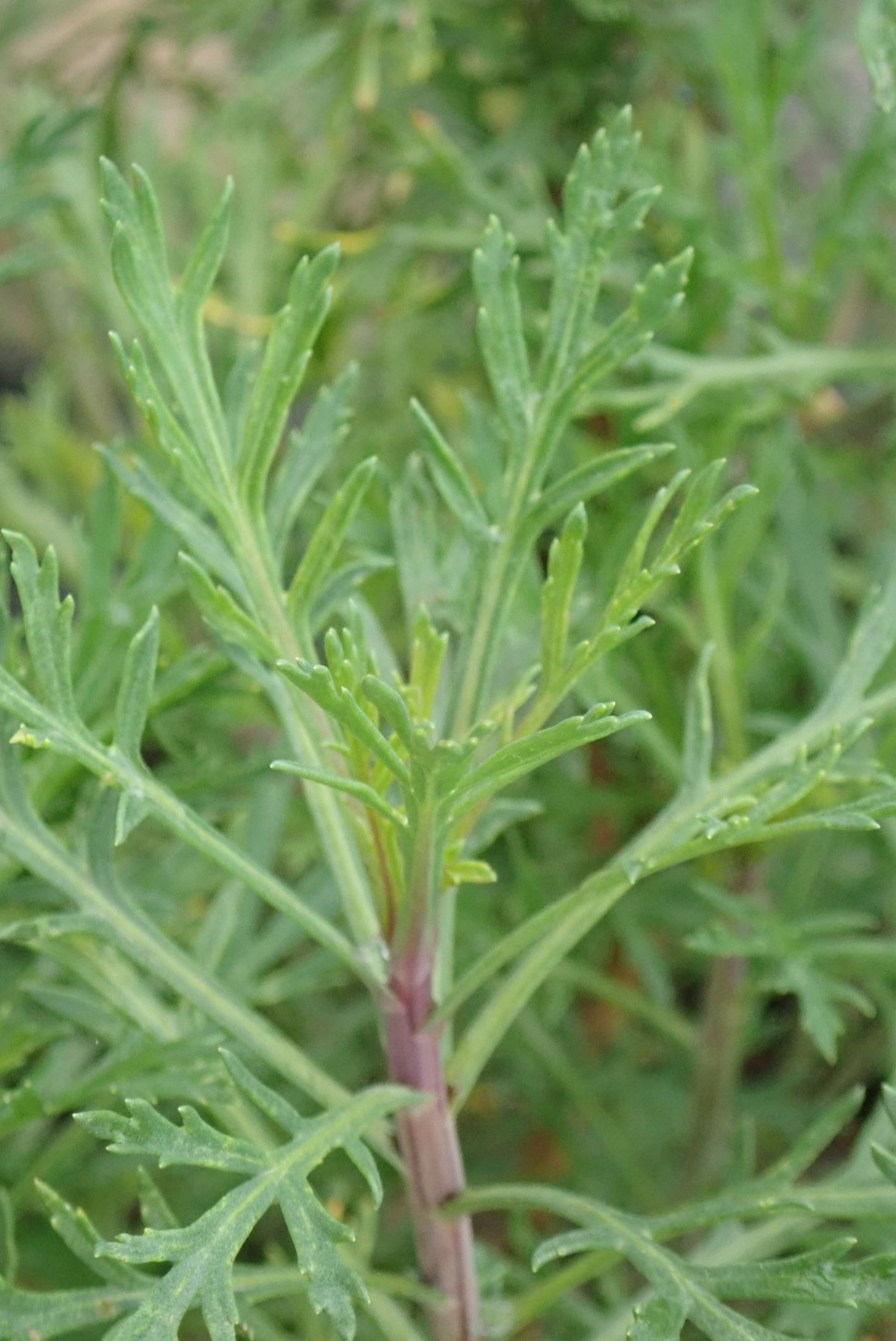 Image of Argyranthemum frutescens subsp. canariae