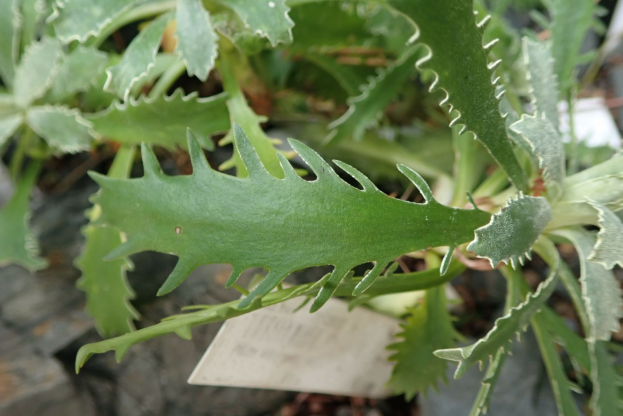 Image of Primula marginata