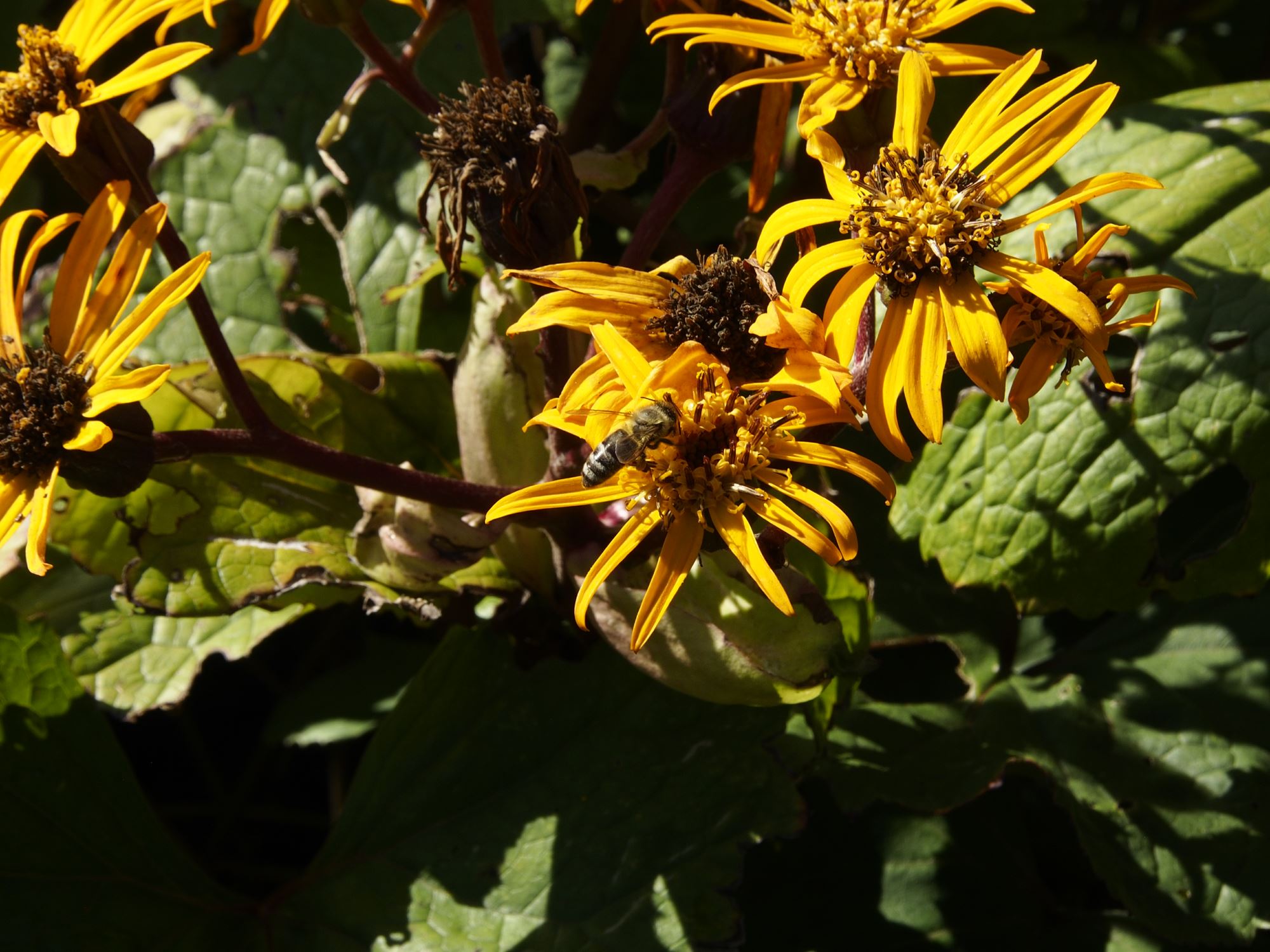 Image of Ligularia dentata 'Desdemona'