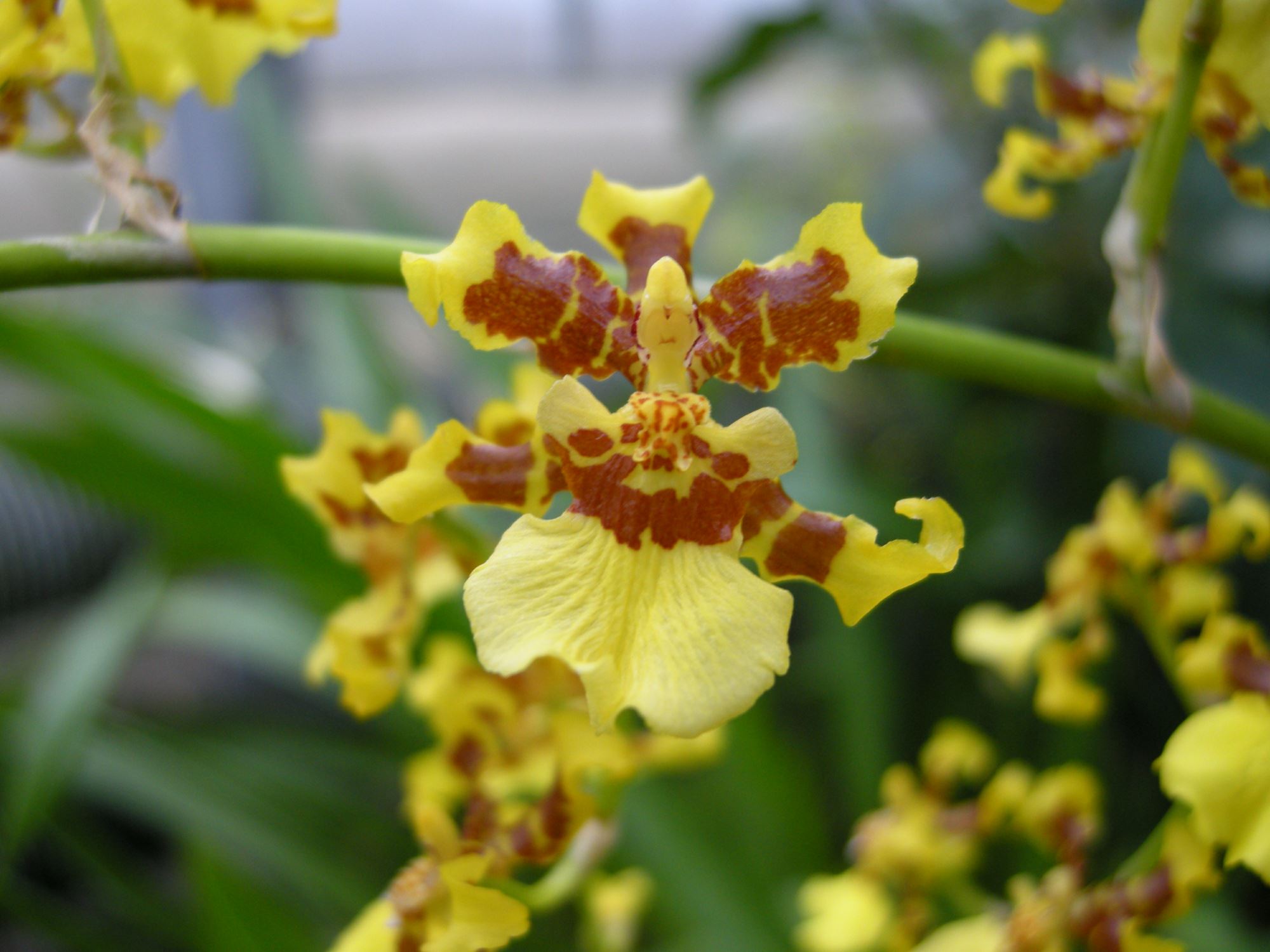 Image of Oncidium sphacelatum