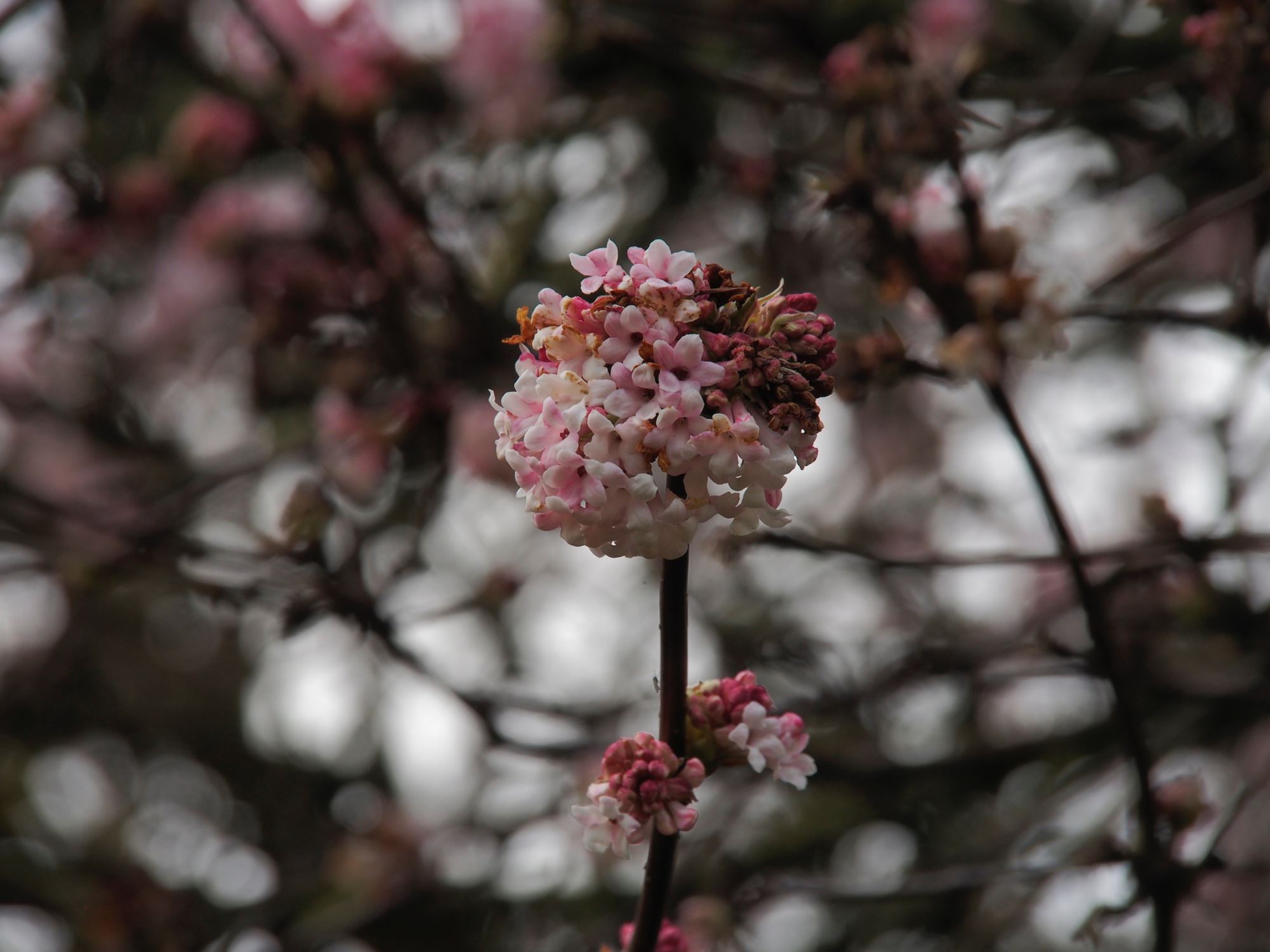 Image of Viburnum Ã— bodnantense 'Dawn'