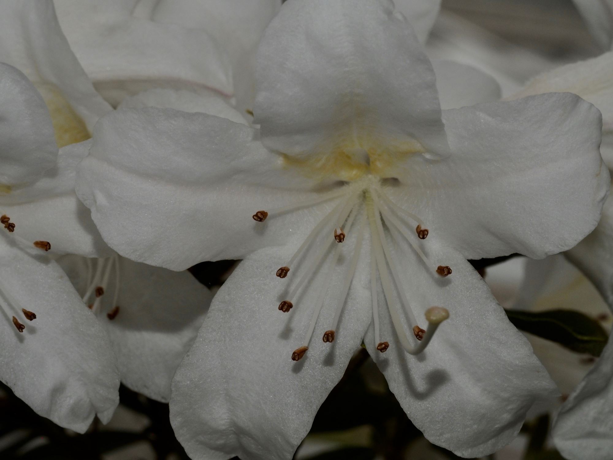 Image of Rhododendron formosum var. formosum