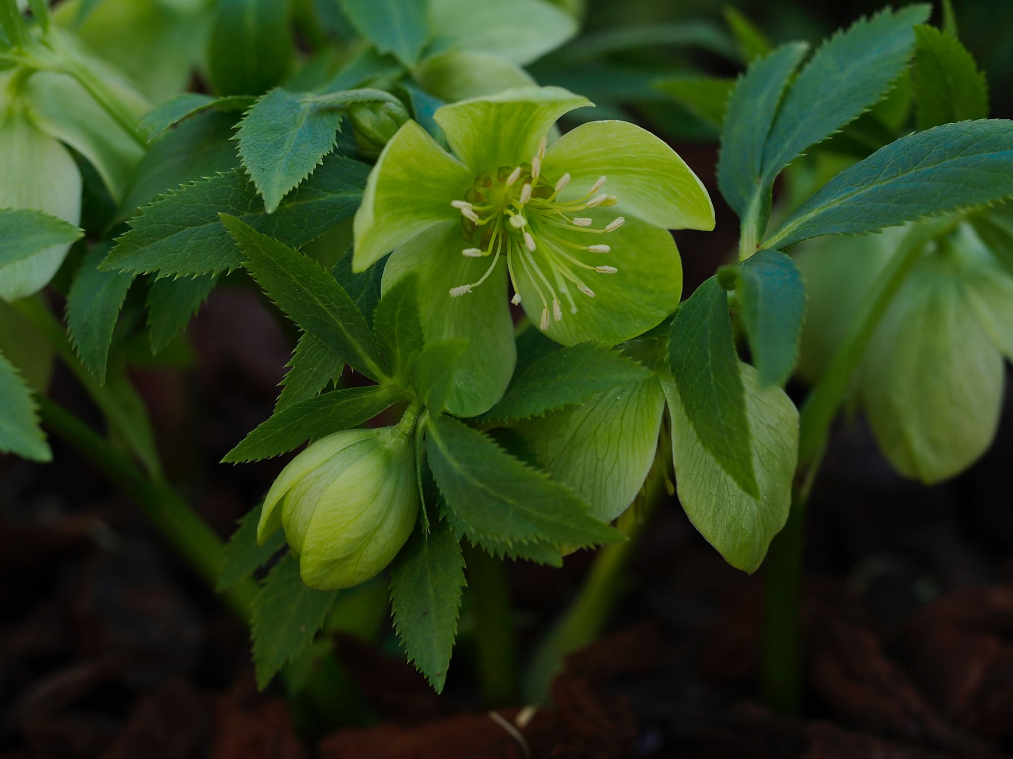 Image of Helleborus odorus